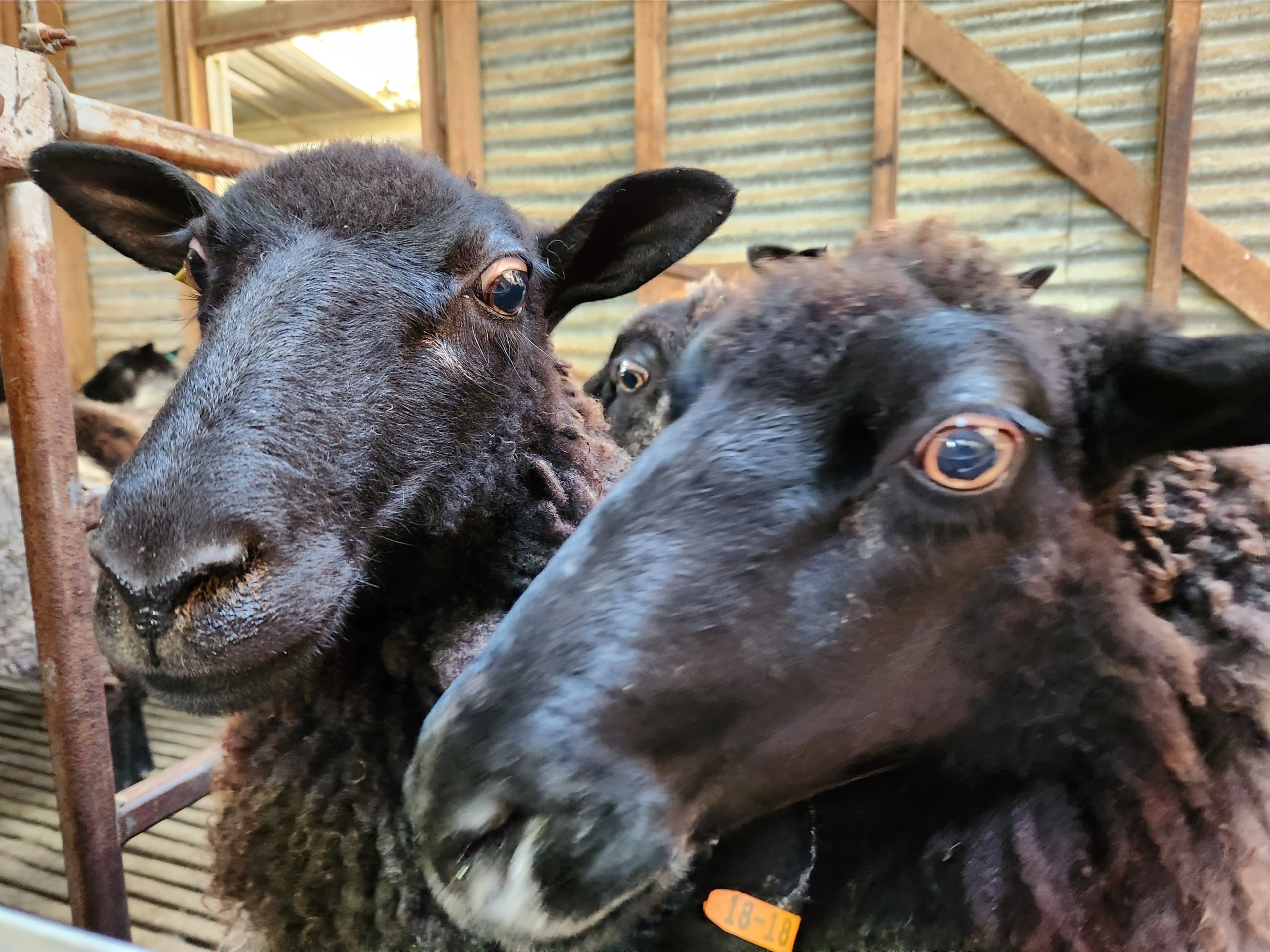 The Gotland breed has a brown-coloured fleece and is named after the Swedish island of Gotland