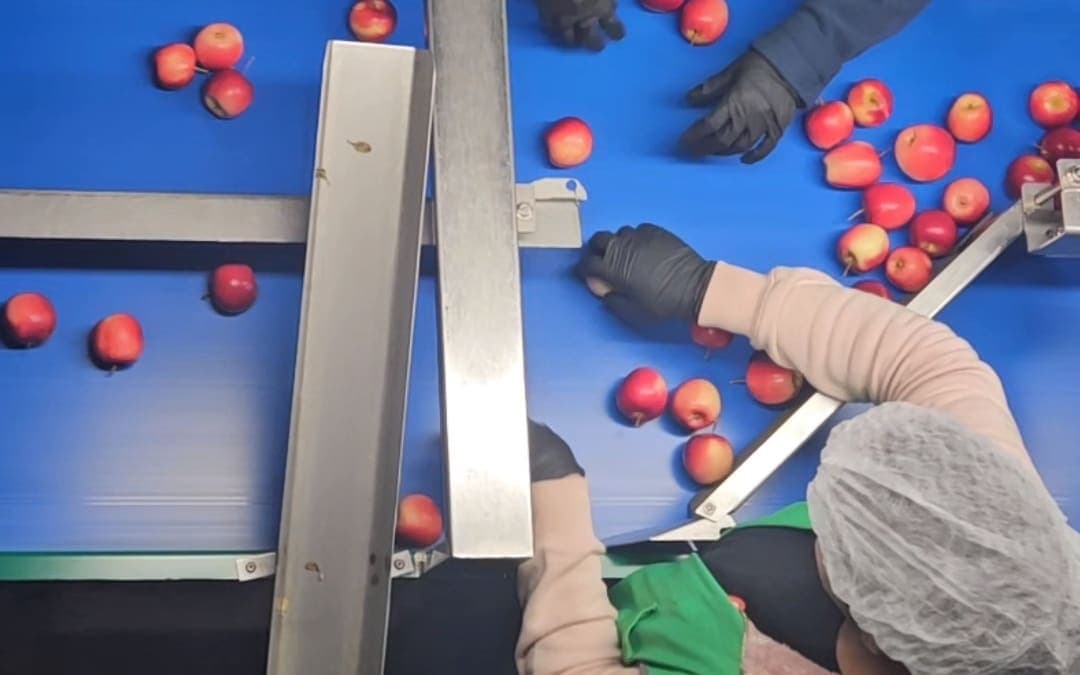 Overhead shot of workers selecting apples for packing
