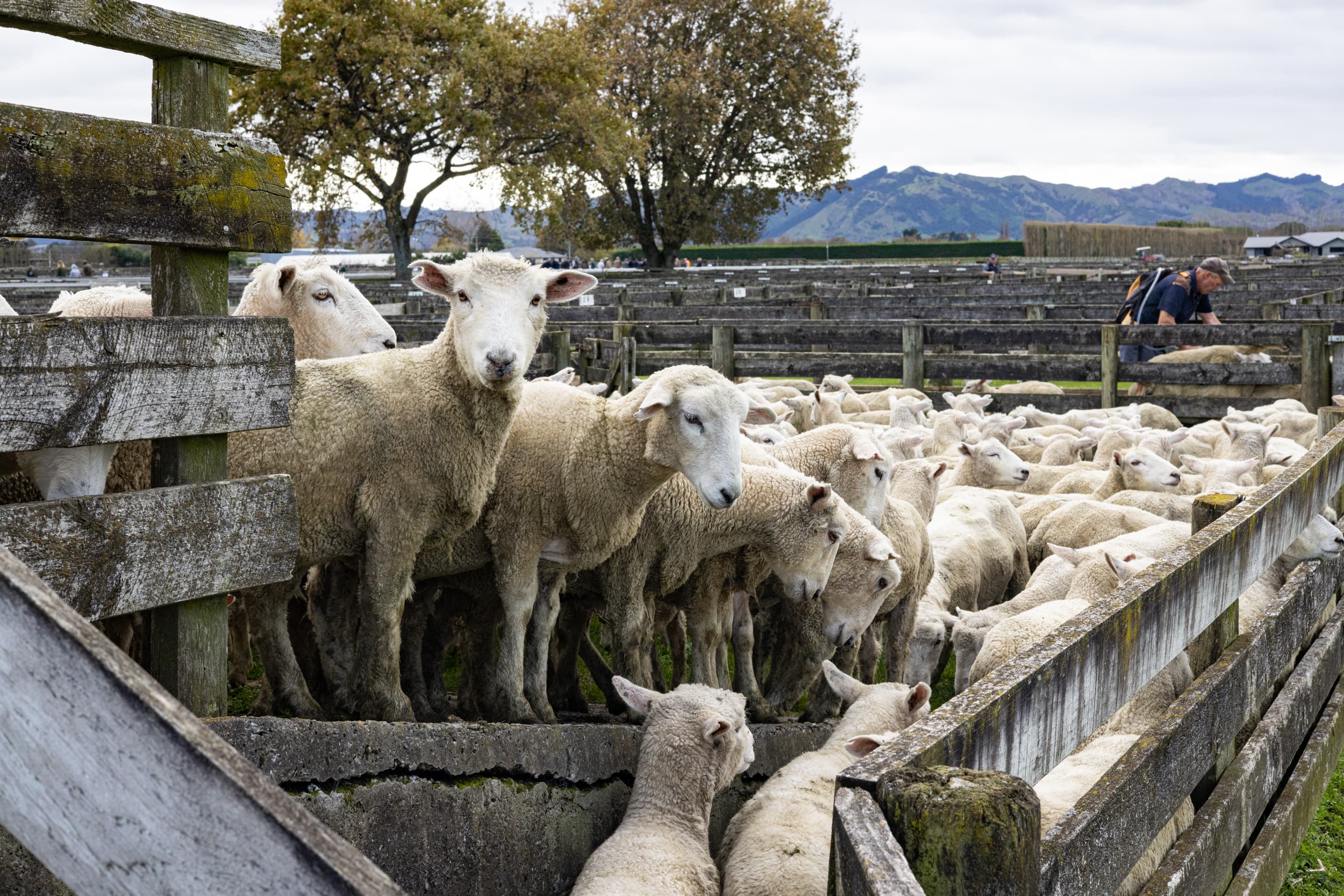 The weekly sheep sale at Gisborne's Matawhero Stockyards