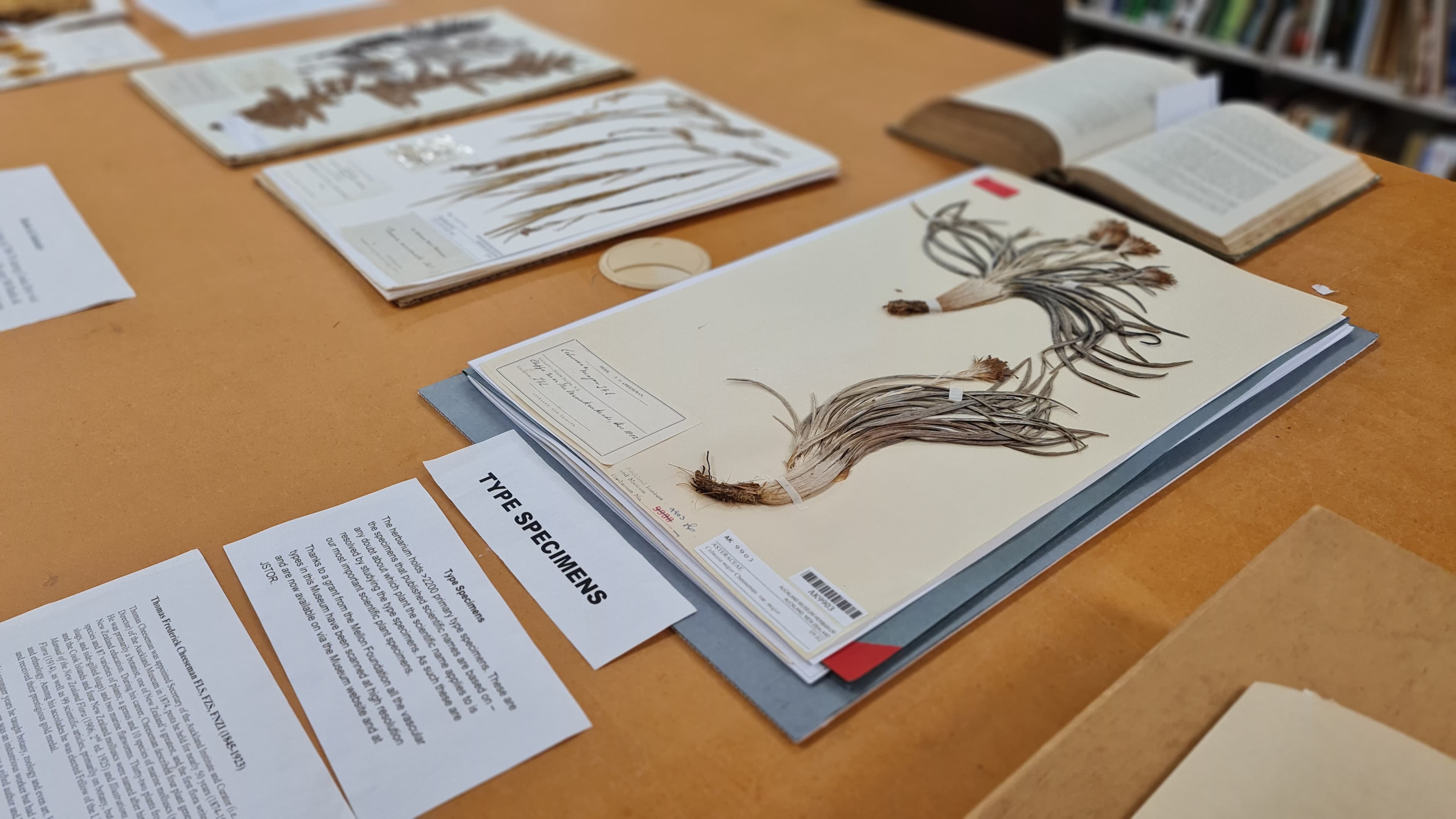 Specimens from the Banks and Solander collection at Auckland Museum. Joseph Banks and Daniel Solander collected about 350 species of plants during Cook's Endeavour voyage in 1769.