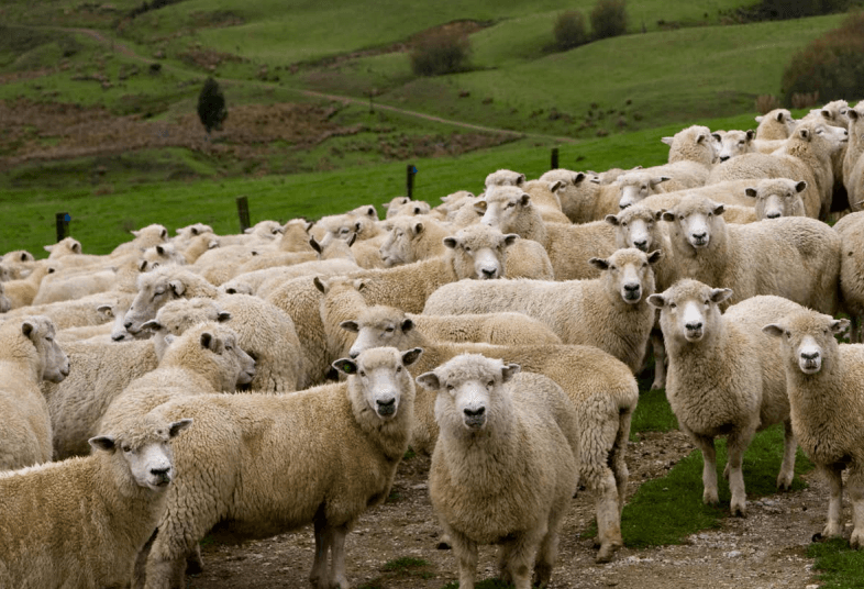 Sheep in a paddock