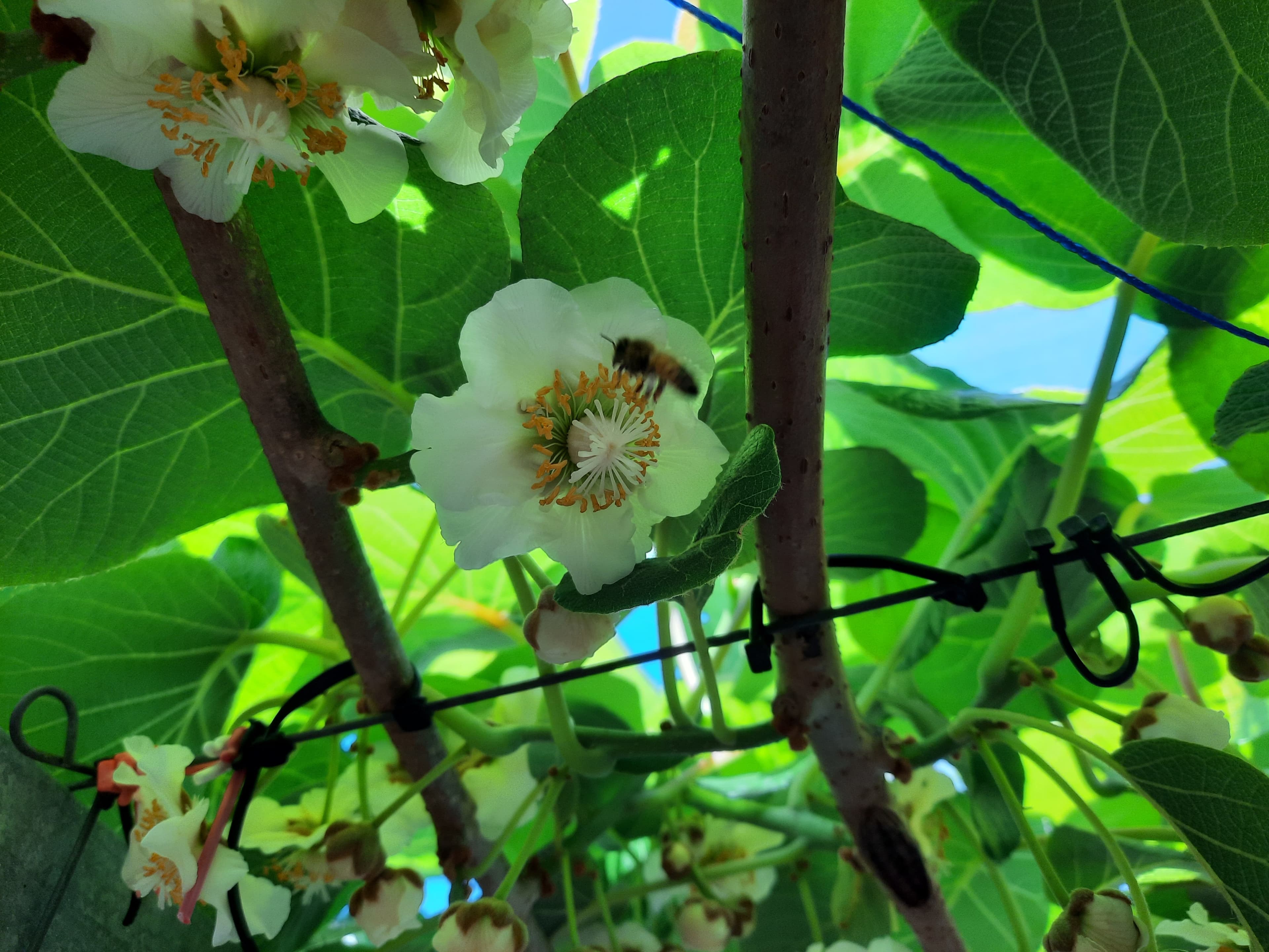 Bay of Plenty gold kiwifruit orchards are in bloom with one grower describing a 'sea of white flowers'.