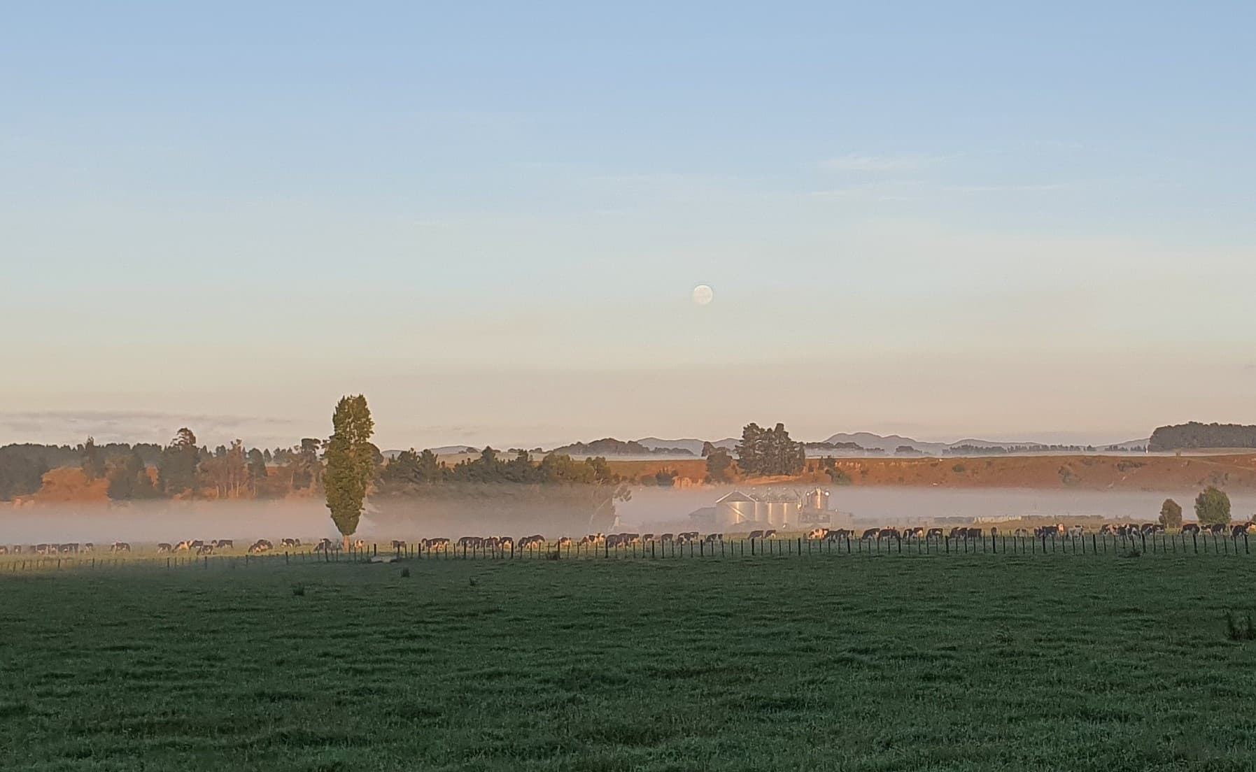 Dairy cows after morning milking in Wairarapa