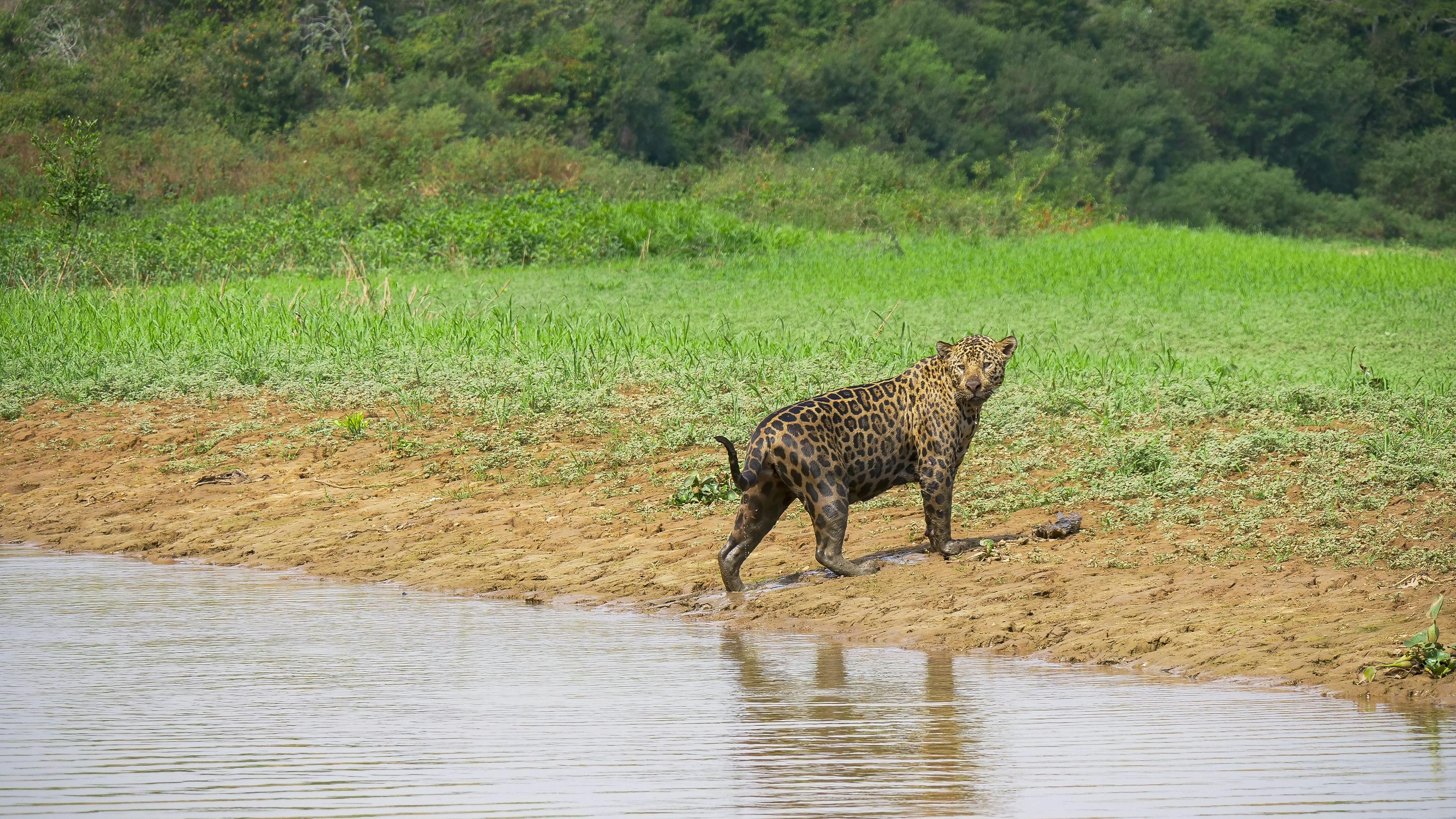 Jaguar in the Pantanal