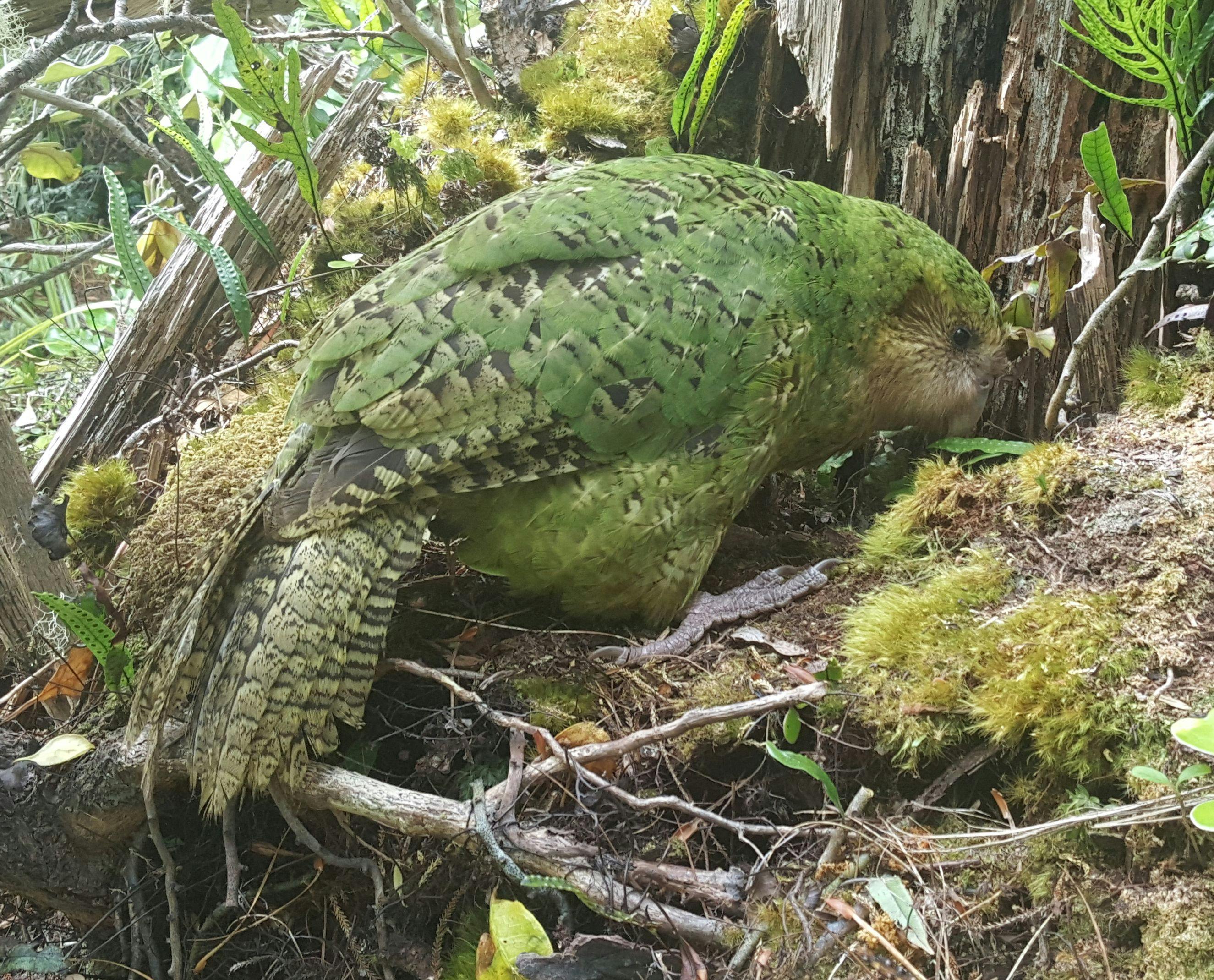 Hoki, the first-ever hand-reared kakapo, at her nest entrance under a rotten tree. She laid infertile eggs but is looking after two foster chicks.