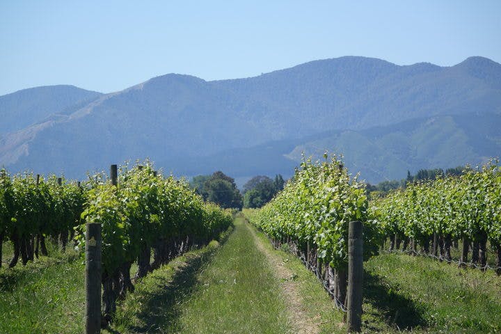 Vineyards can't find workers for the early hot summer