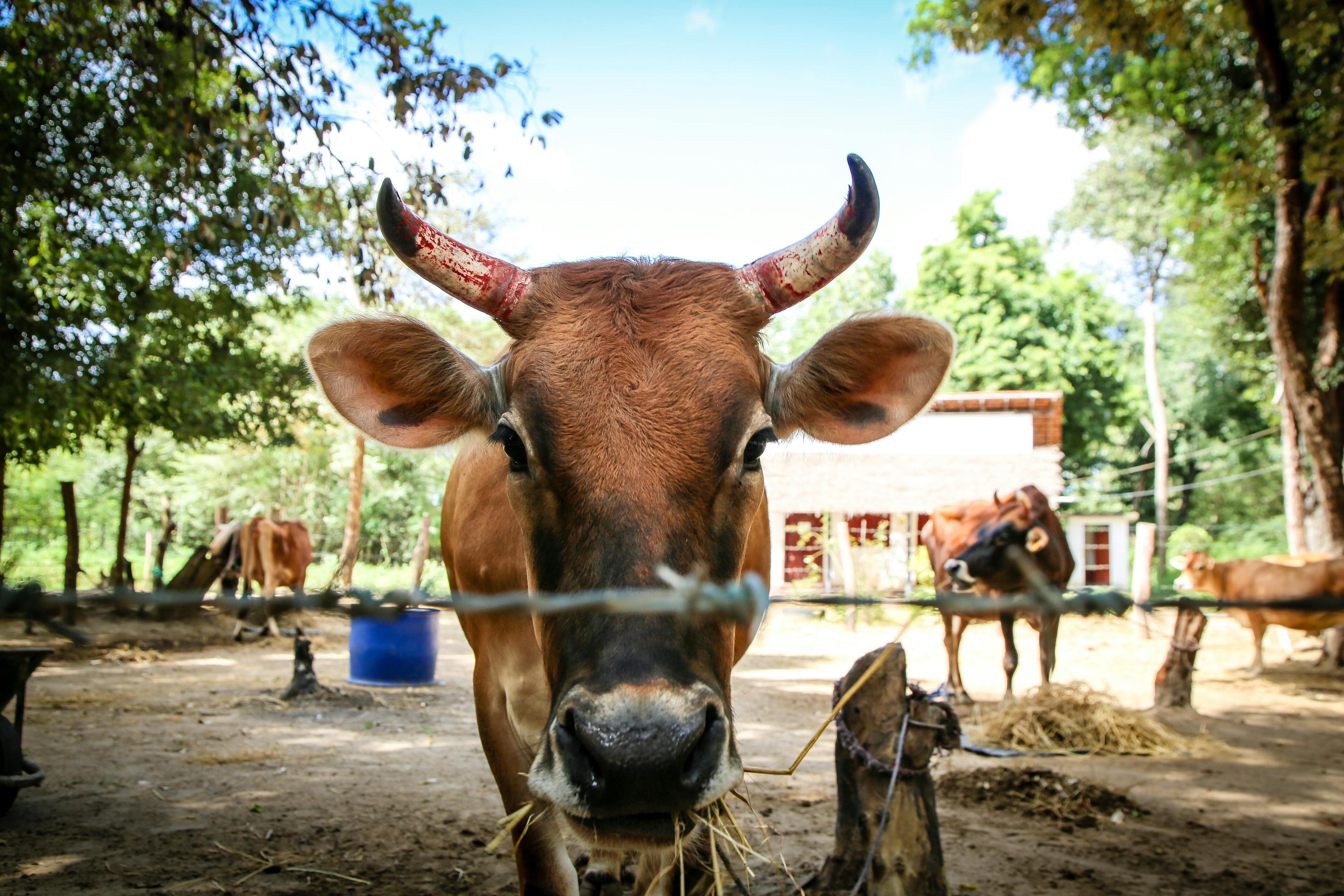 Dairy programme in Sri Lanka