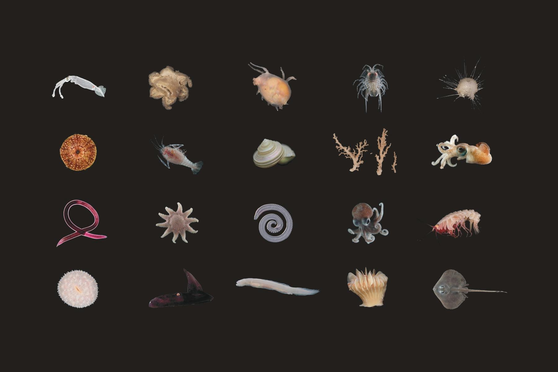 A collage of 20 weird deep-sea animals arranged in a grid against a black background, including shrimp-like creatures, octopuses and squids, an eel-esque fish, a starfish, and other weird goopy and spiky creatures.