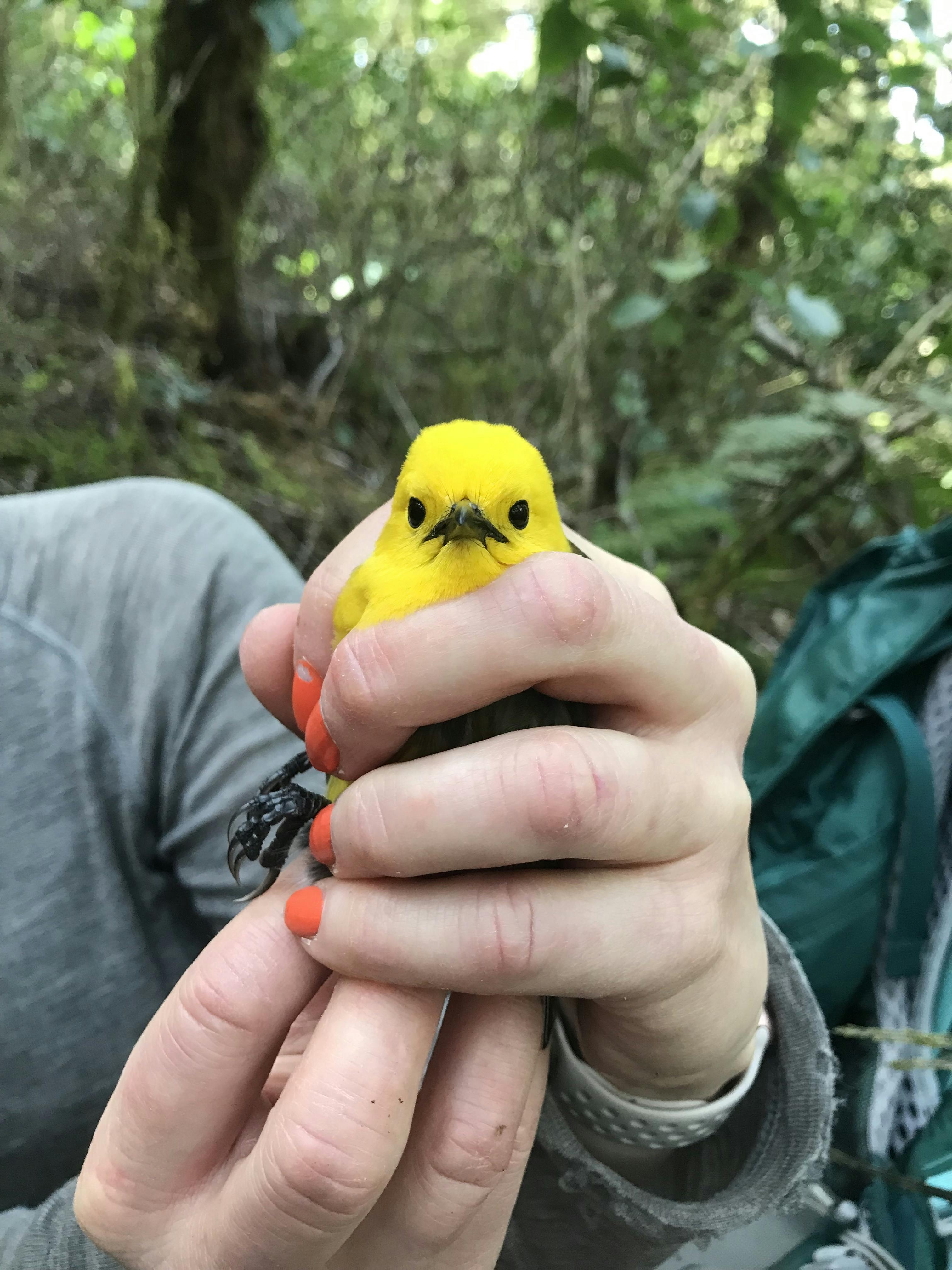 A close-up of a small bright yellow bird being clutched in a person's hand.