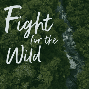 An aerial view of a dense, green forest with a stream running through it. The title "Fight for the wild" is written in large, white, hand-lettered script across the top left.