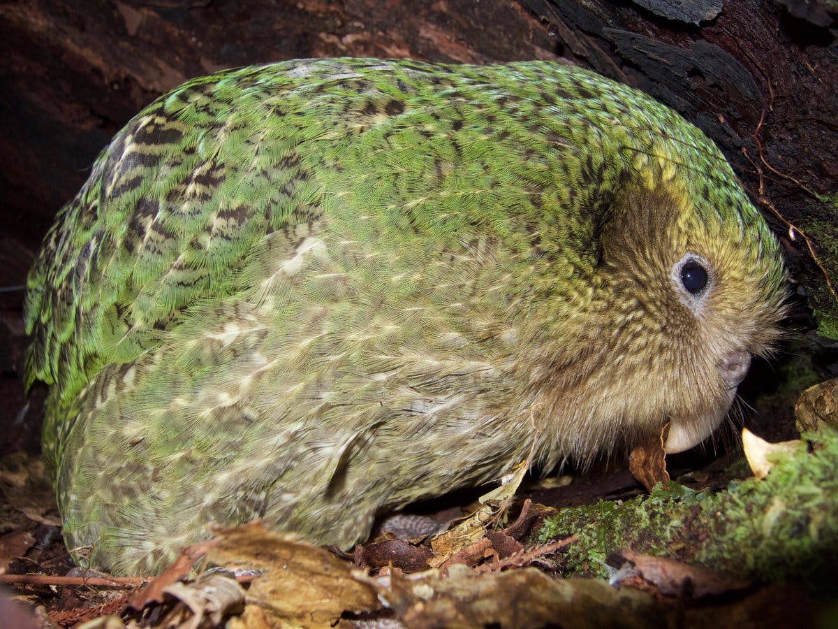 Kākāpō chick Nora-1-A has just been diagnosed with severe aspergillosis, which causes fungal pneumonia and led to the death of her foster mother, Huhana.