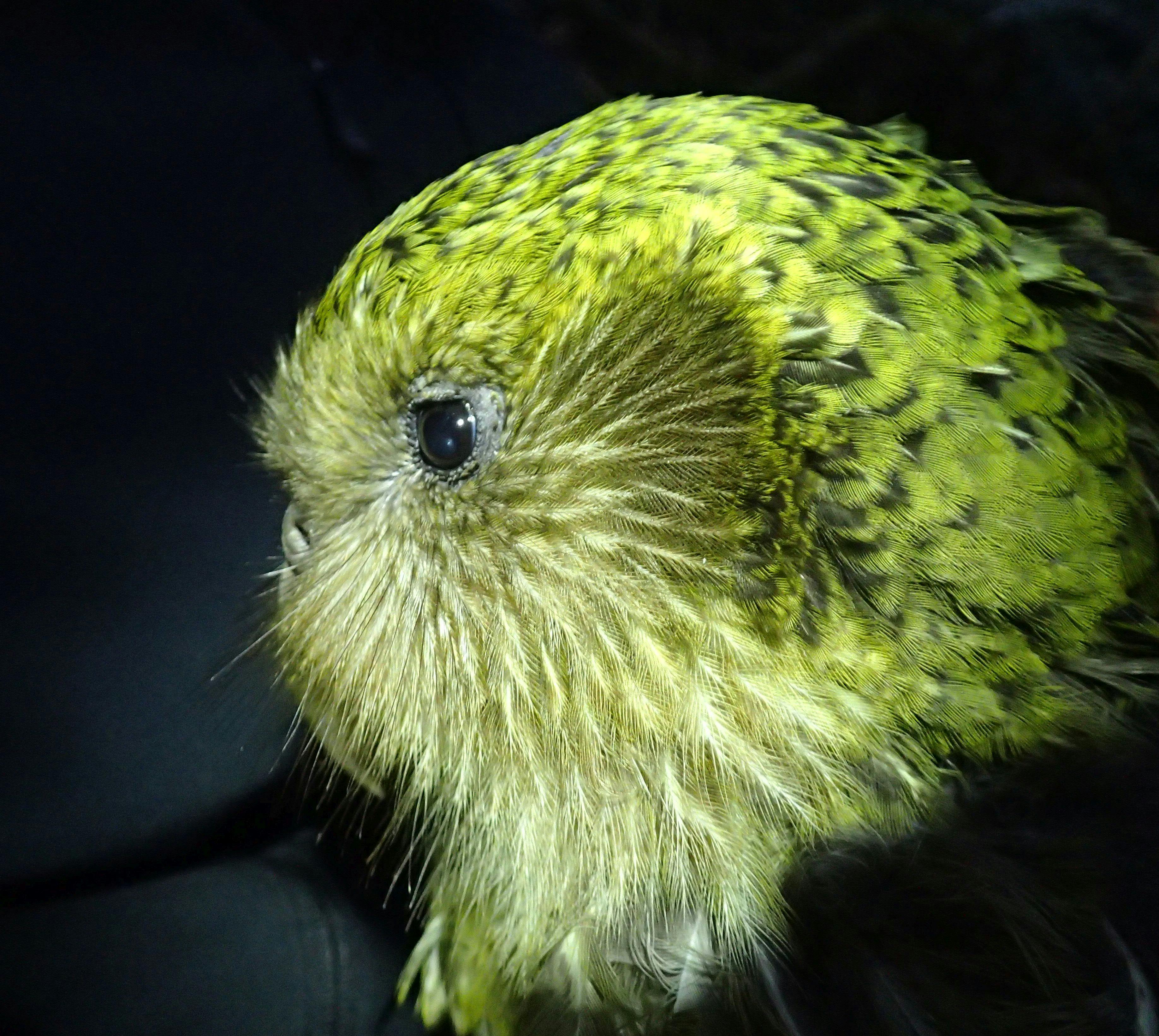 Boss is one of the original Stewart Island kākāpō, and a successful breeder with a proven track record.