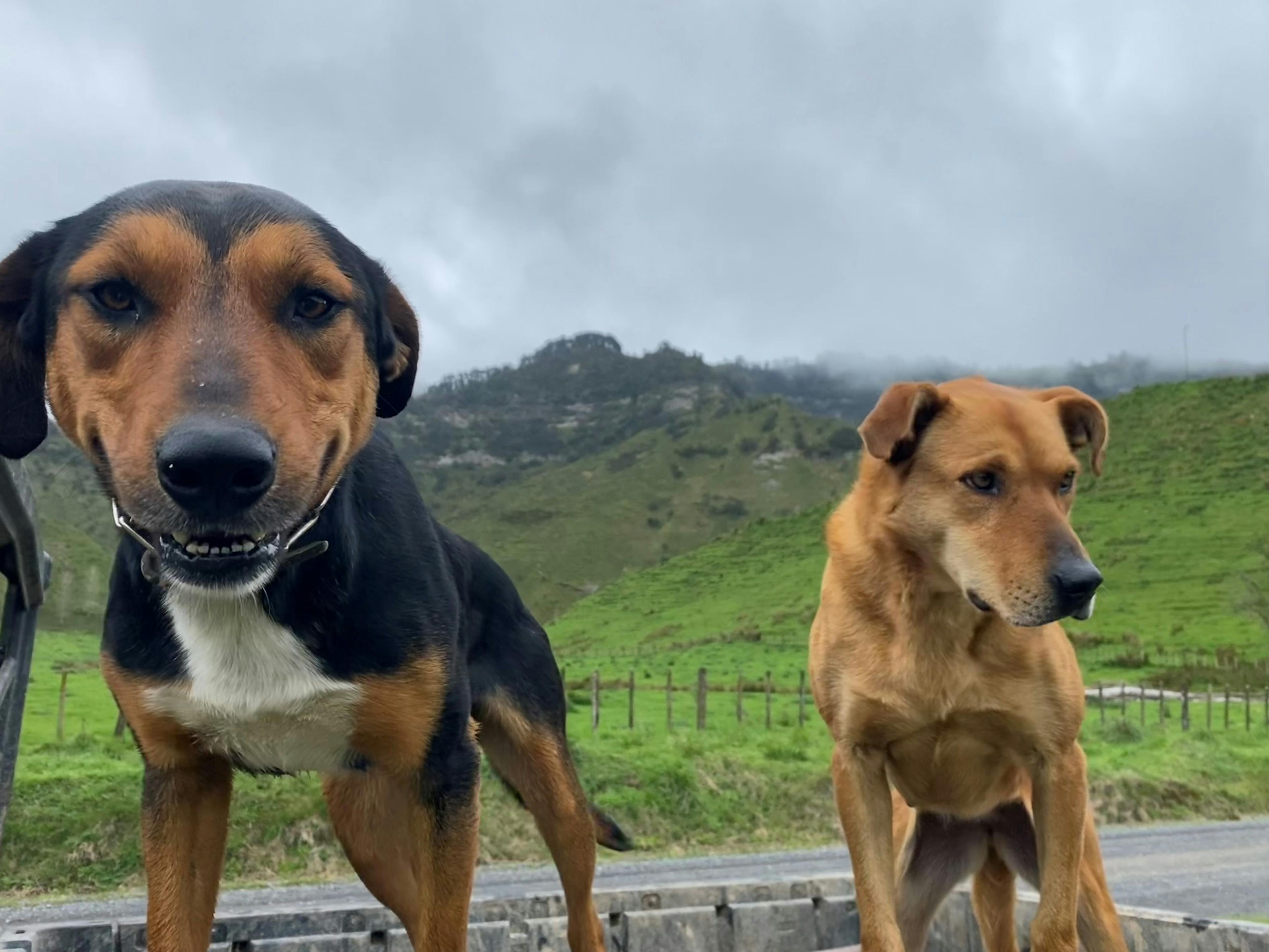 Dan's dogs Bruce and Jinx came along for the adventure with Country Life.