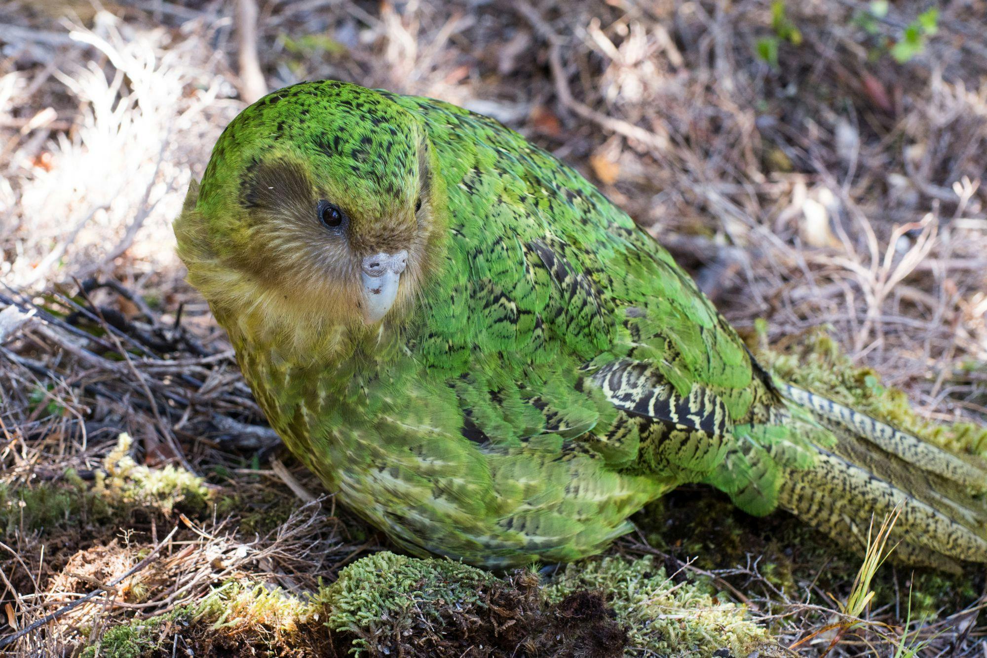 Sinbad is one of three kakapo with Fiordland genes, from their father Richard Henry.