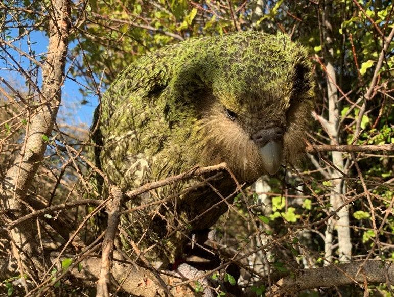 The youngest chick of the bumper kakapo breeding season of 2018-19, Stella-3-B, has reached the 150-day milestone when it  is considered to be a juvenile.