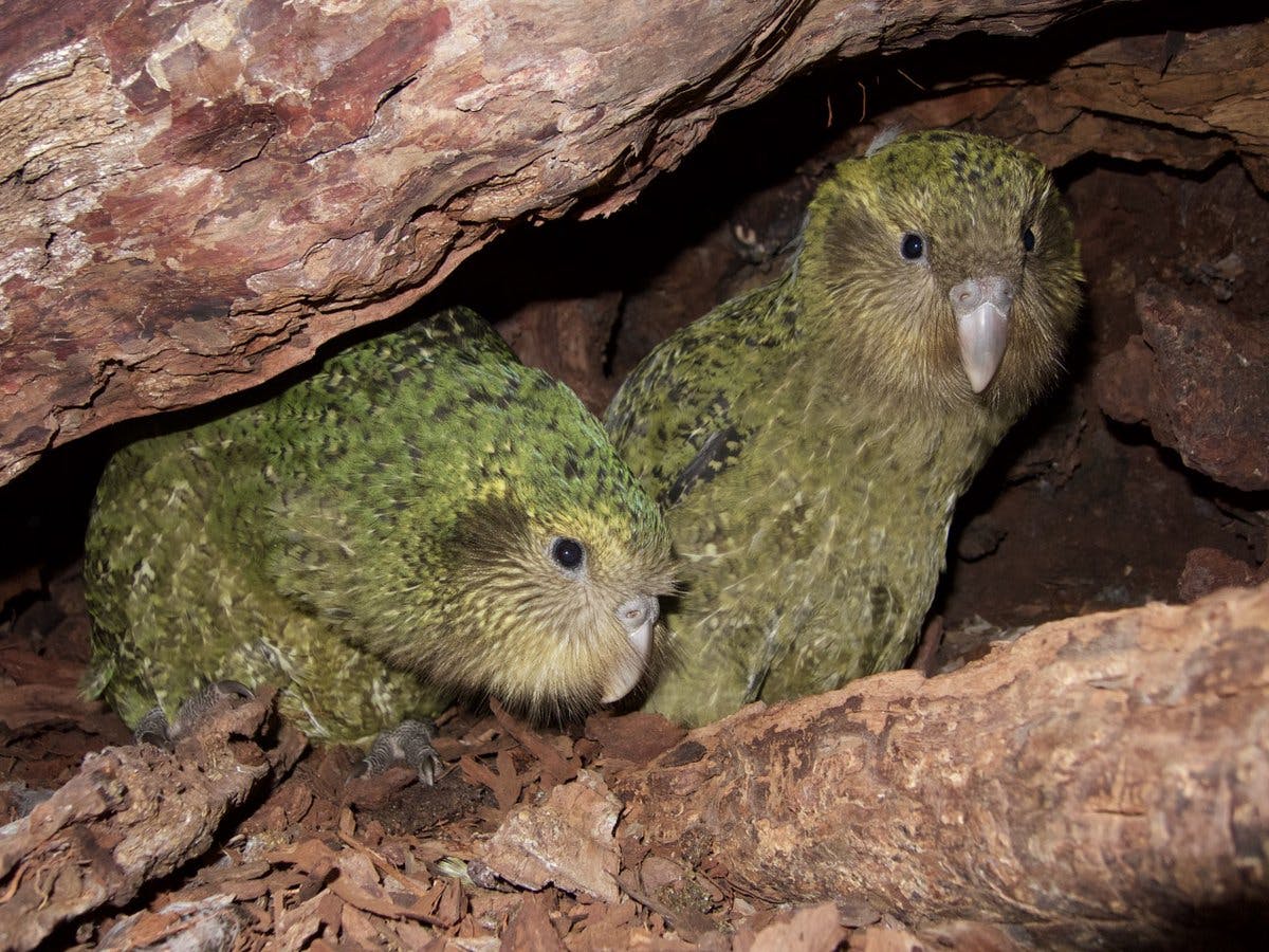 The kakapo chicks Alice-2-A and Tumeke-2-A have recently fledged but still sometimes return to visit Queenie's nest.