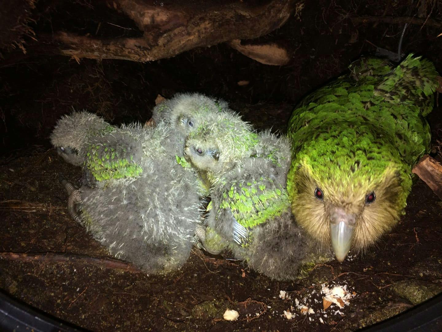 Kākāpō foster mum, Hauturu, with three rapidly growing chicks in a nest on Anchor Island in Fiordland. She was happy to chew on a couple of almonds offered to her by a kākāpō ranger.