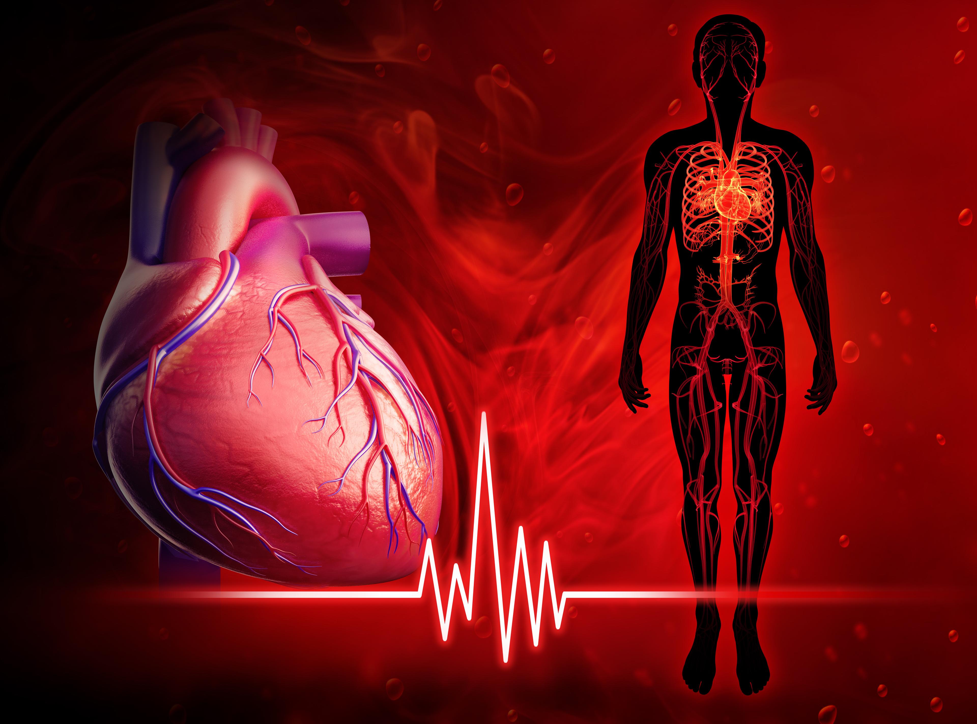 Illustration of human heart beat diagram