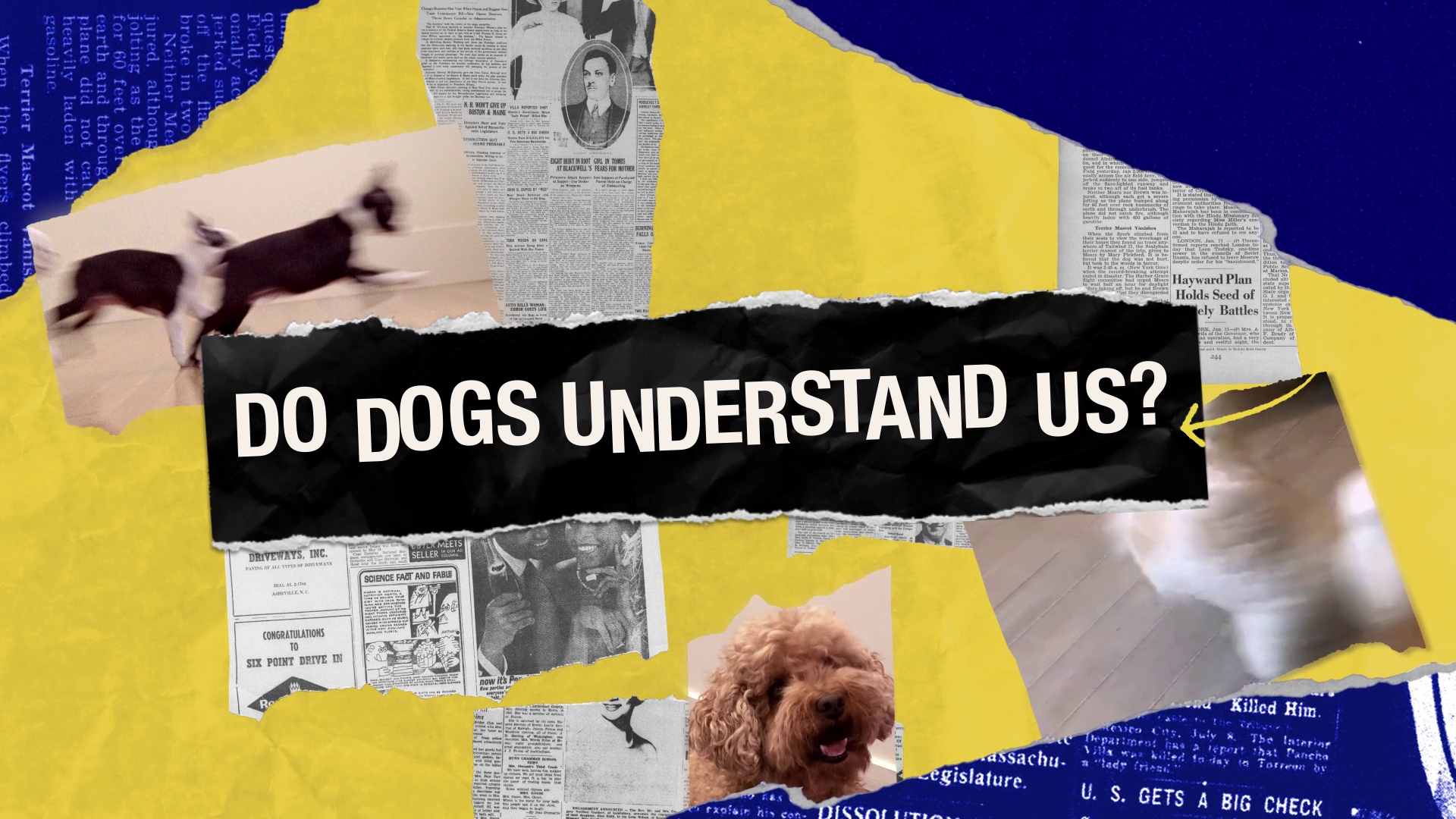 The headline - Do dogs understand us, and a picture of a dog.