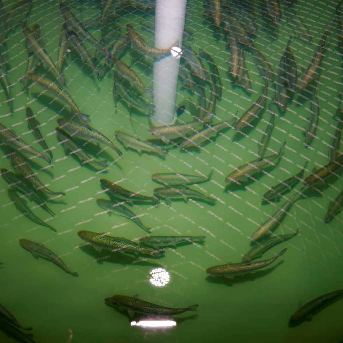 Salmon contained in tubs at the fin fish breeding centre at Cawthron Institute, Nelson