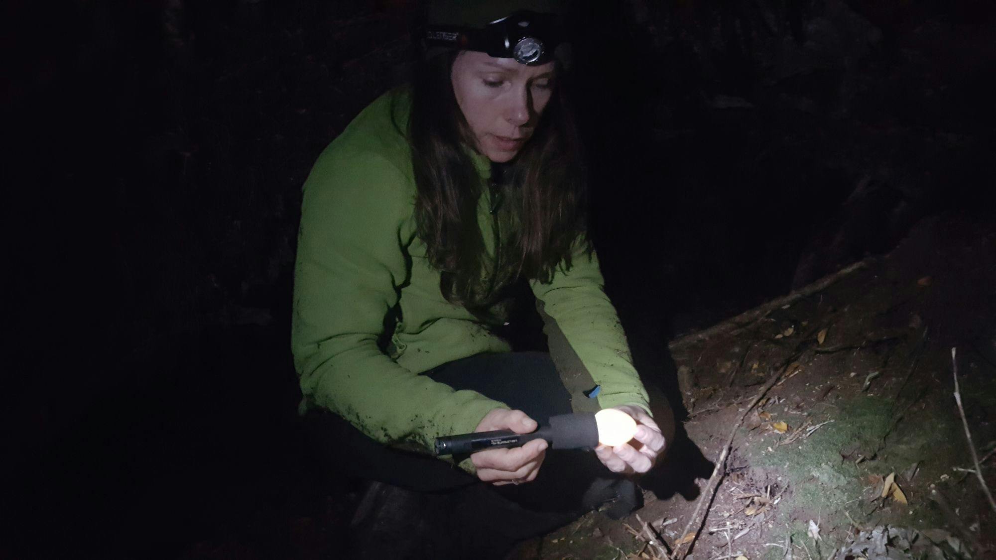 Deidre Vercoe, operations manager of DOC's Kakapo Recovery Team, checks the fertility of a kakapo egg, laid by a female called Queenie. The check is made at the nest at night, when the female is away from her nest.