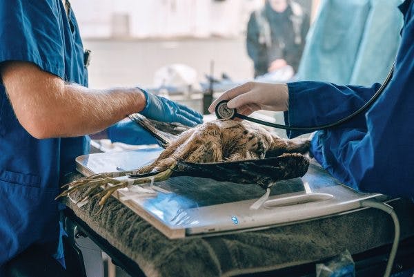 A sick bittern lies belly-up on a small operating table surrounded by veterinarians in blue scrubs and gloves. A stethoscope is being placed on its chest.