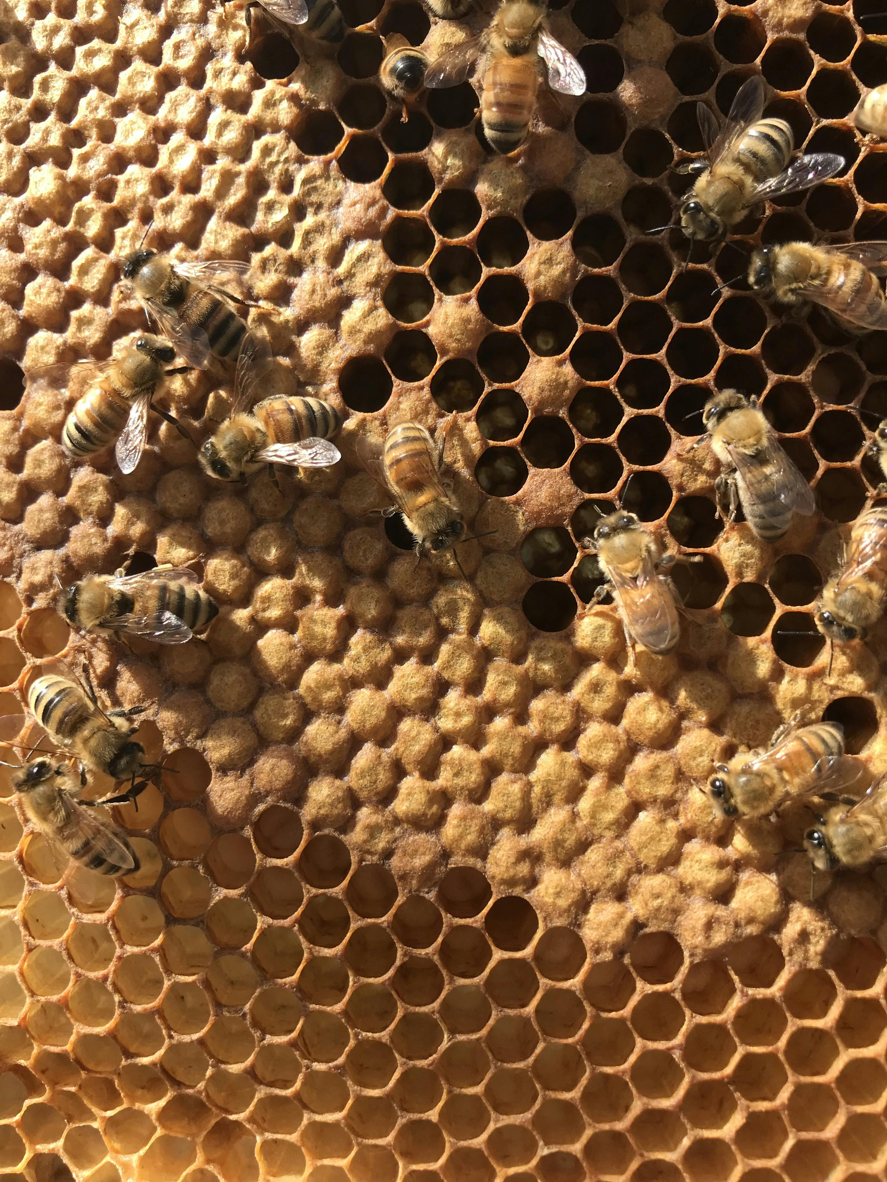 A close up of cells in a beehive showing some open with larvae in them, and some covered over with wax. Honey bees gather on the surface of the hexagonal cells.