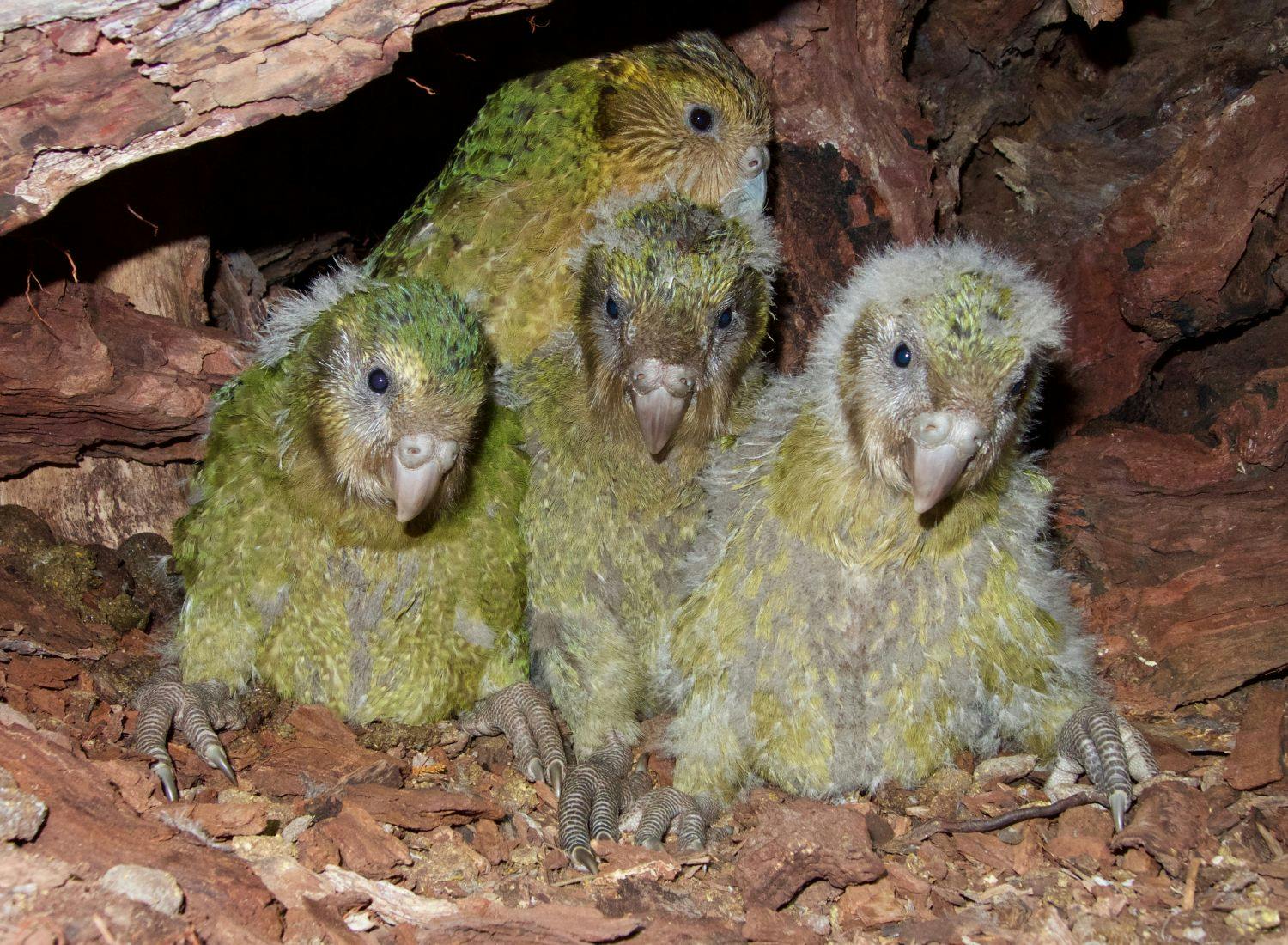 Female kākāpō Queenie with chicks Boomer-3-A-19, Alice-2-A-19 and Tumeke-2-A-19.