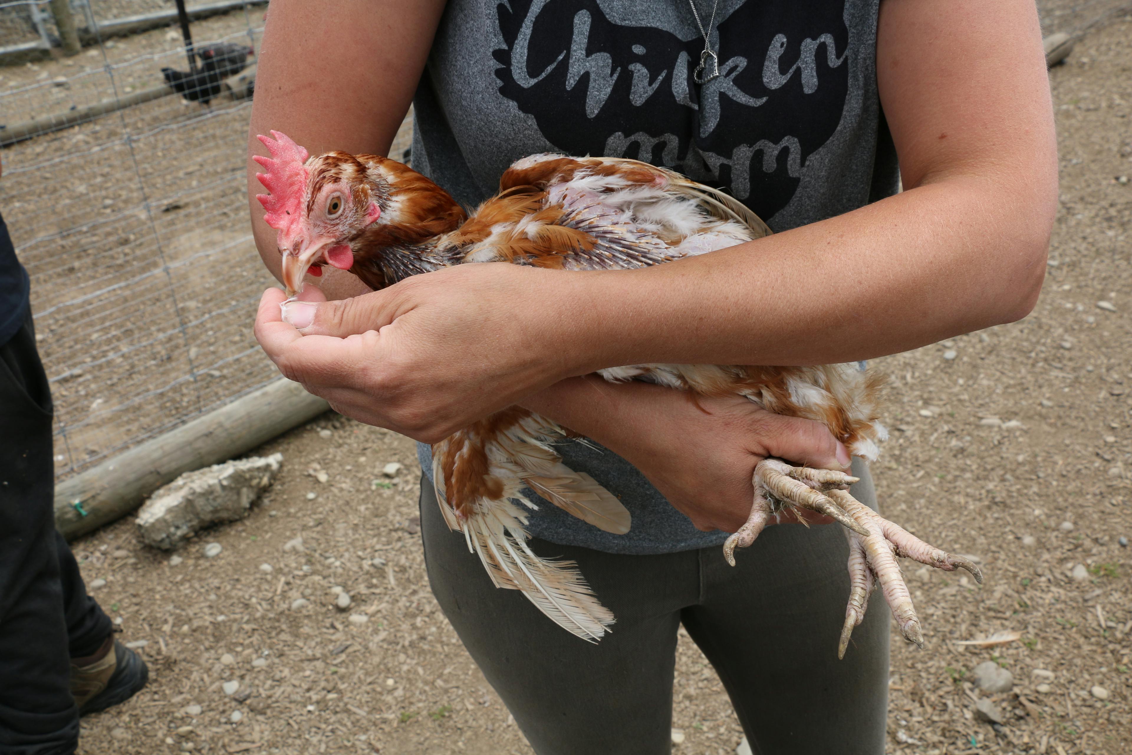 North Canterbury Chicken Rescue