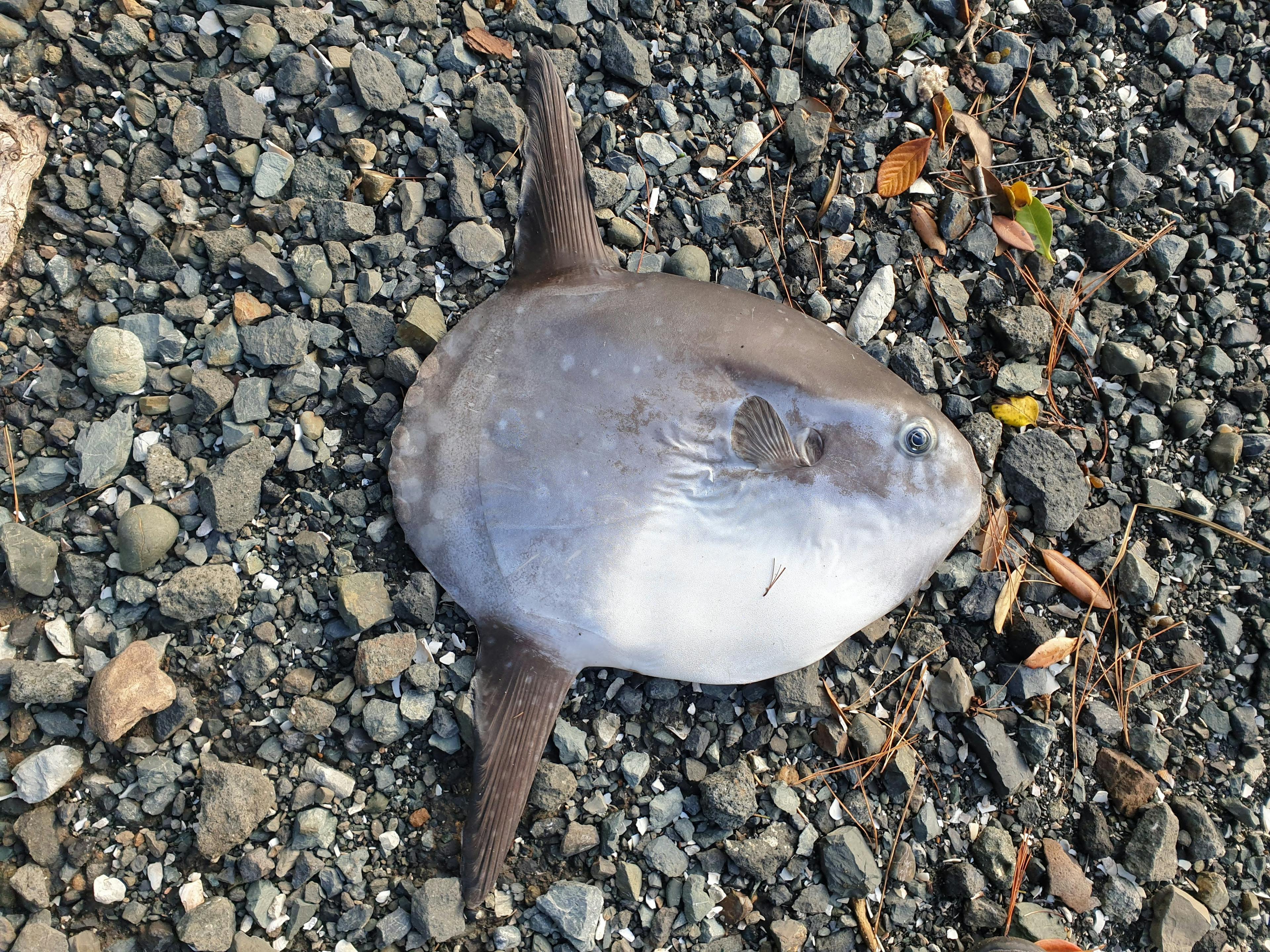 A small sunfish lying dead on gravel.