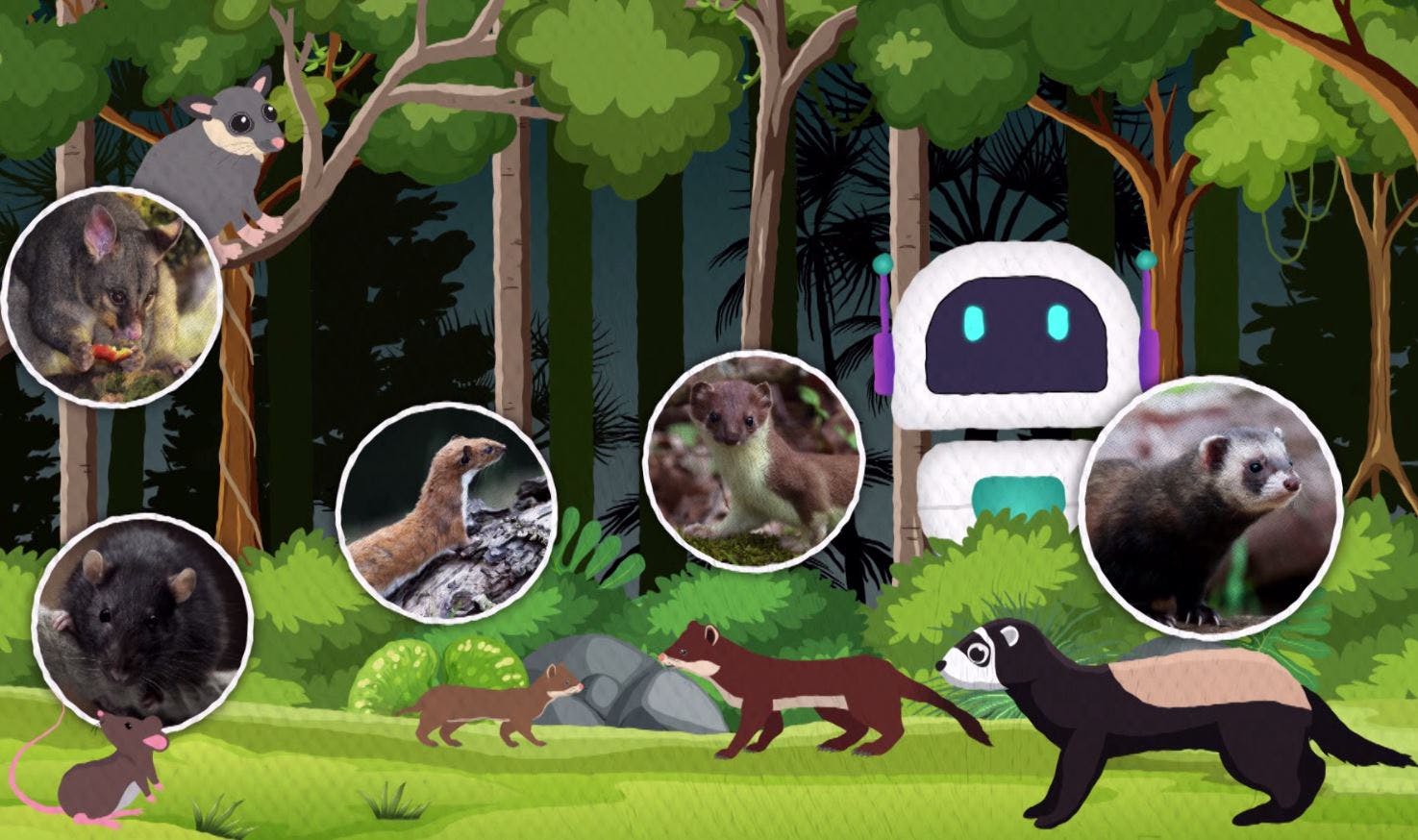 In a forest setting, a robot observes a rat, stoat, weasel, ferret and a possum.