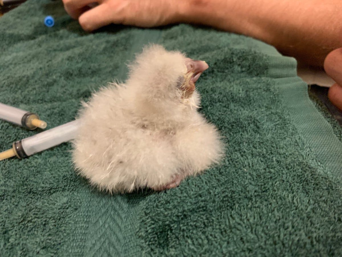 A very young kākāpō chick at Whenua Hou / Codfish Island.