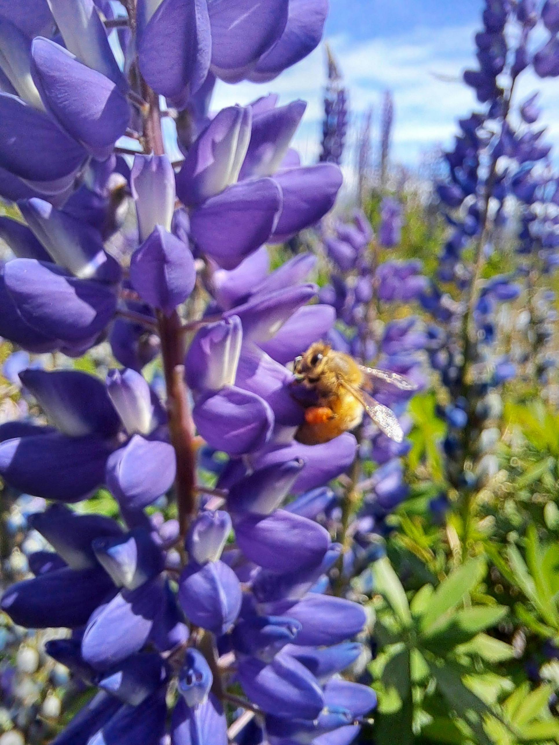 Busy bees in the Summer sun.