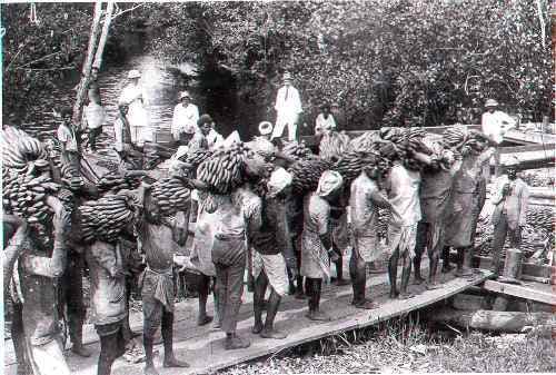 Girmityas at a banana plantation in Fiji (Pictures from INL Archives)