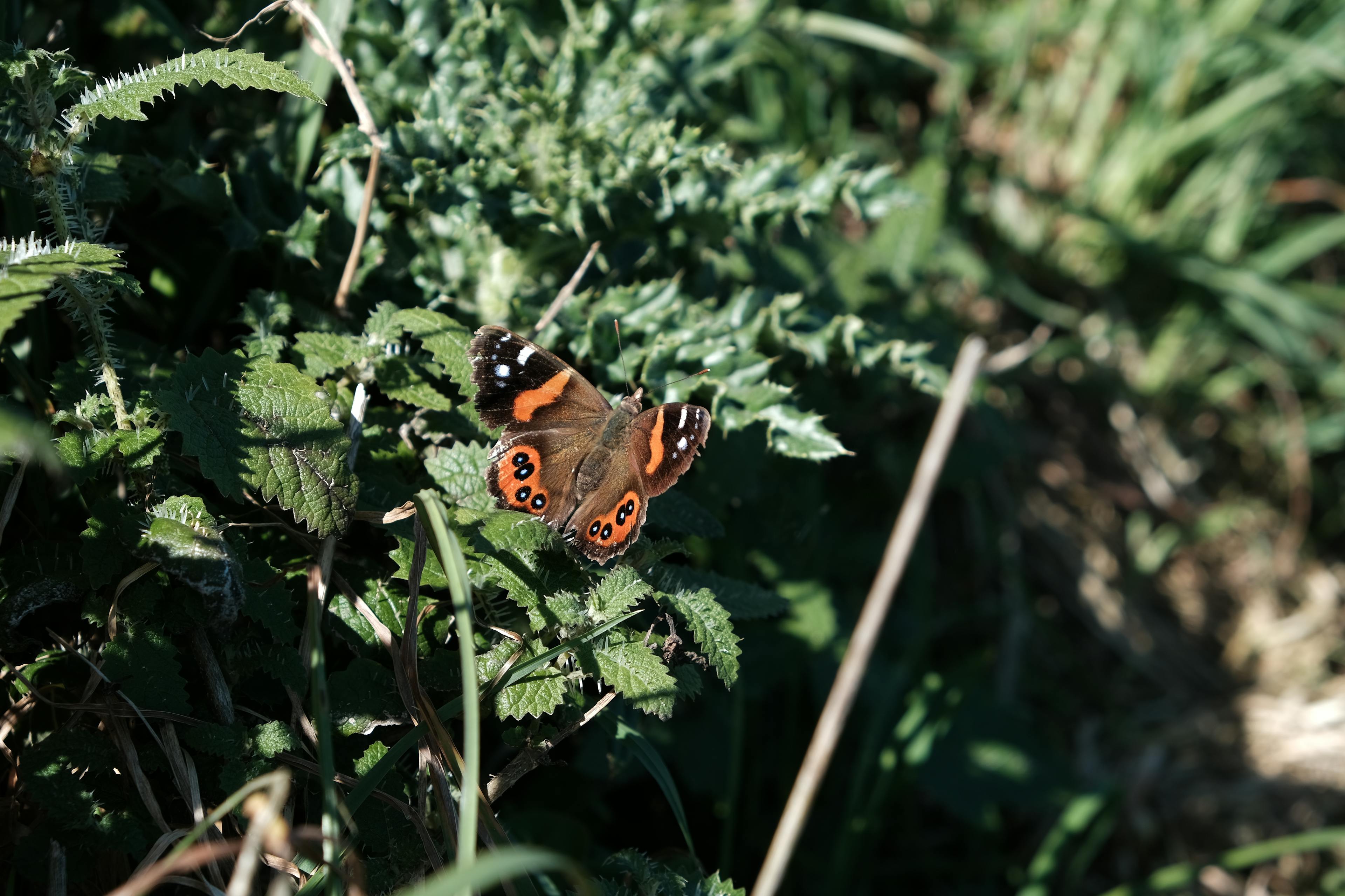 A butterfly with red, black and white wing patterning rests on a stinging nettle.