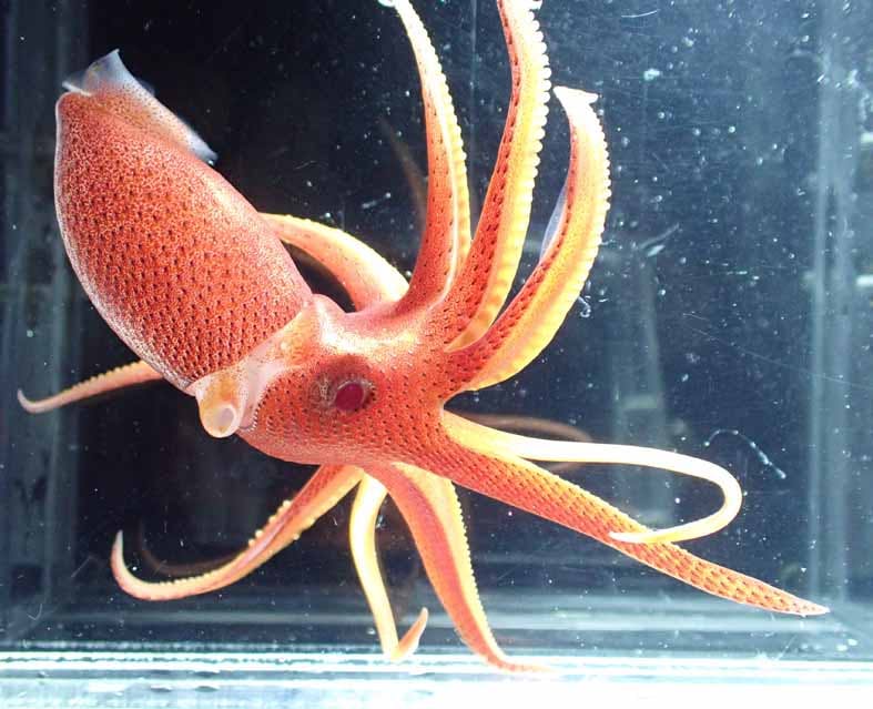 A speckled pink-orange squid in a dark tank.