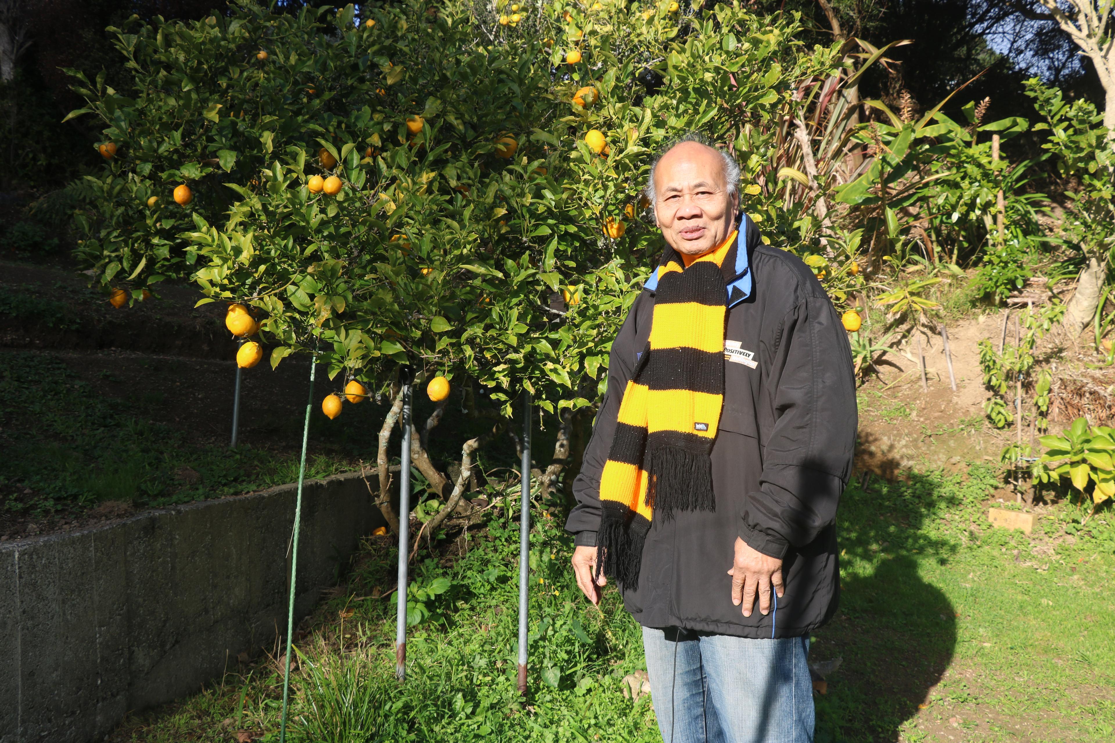 Muagututi'a Aliota HarryTauafiafi enjoying his lemon tree at home in Newlands