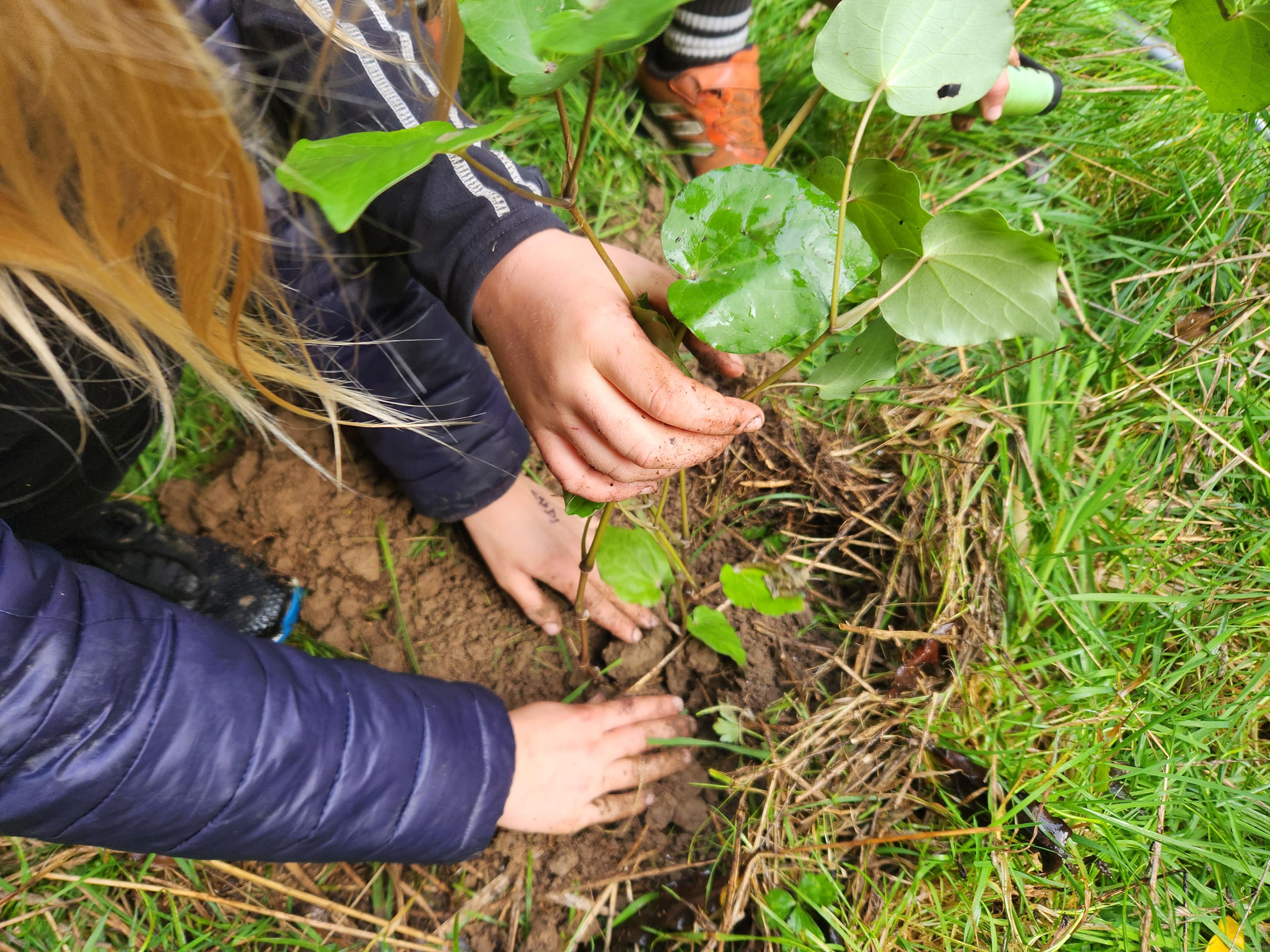 Schoolchildren planting kawakawa on Waihinga Farm's QEII block