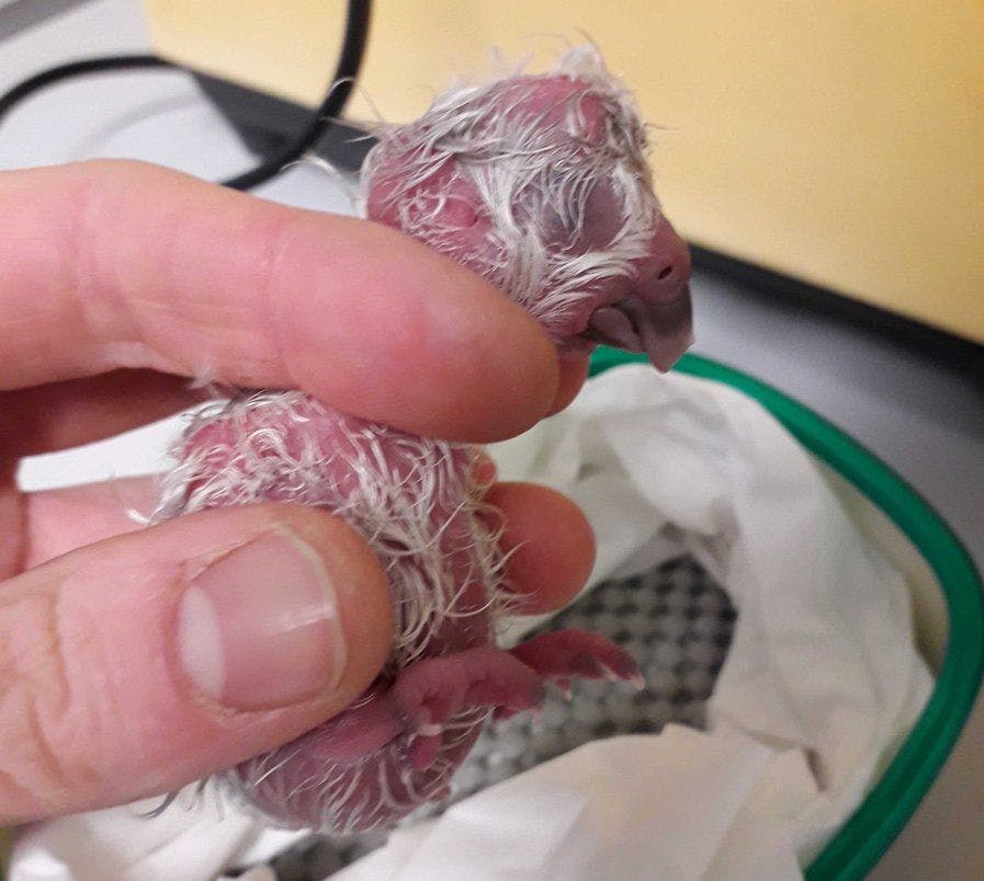 Roha-1-A is the seventh kakapo chick to hatch in the 2019 breeding season.