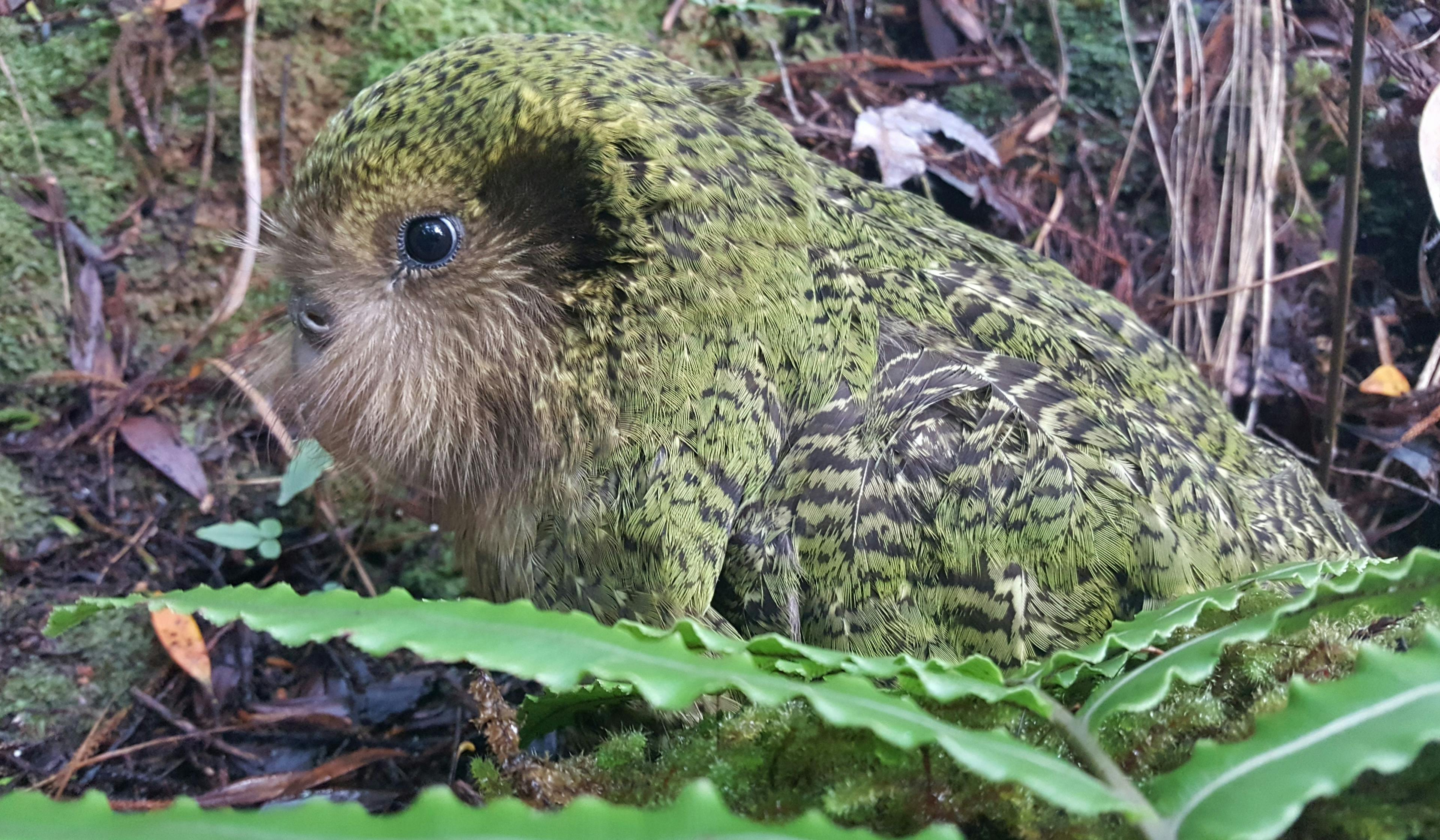 One of three chicks fathered by Gulliver, who has rare Fiordland genes. The chick's mother is Suzanne.