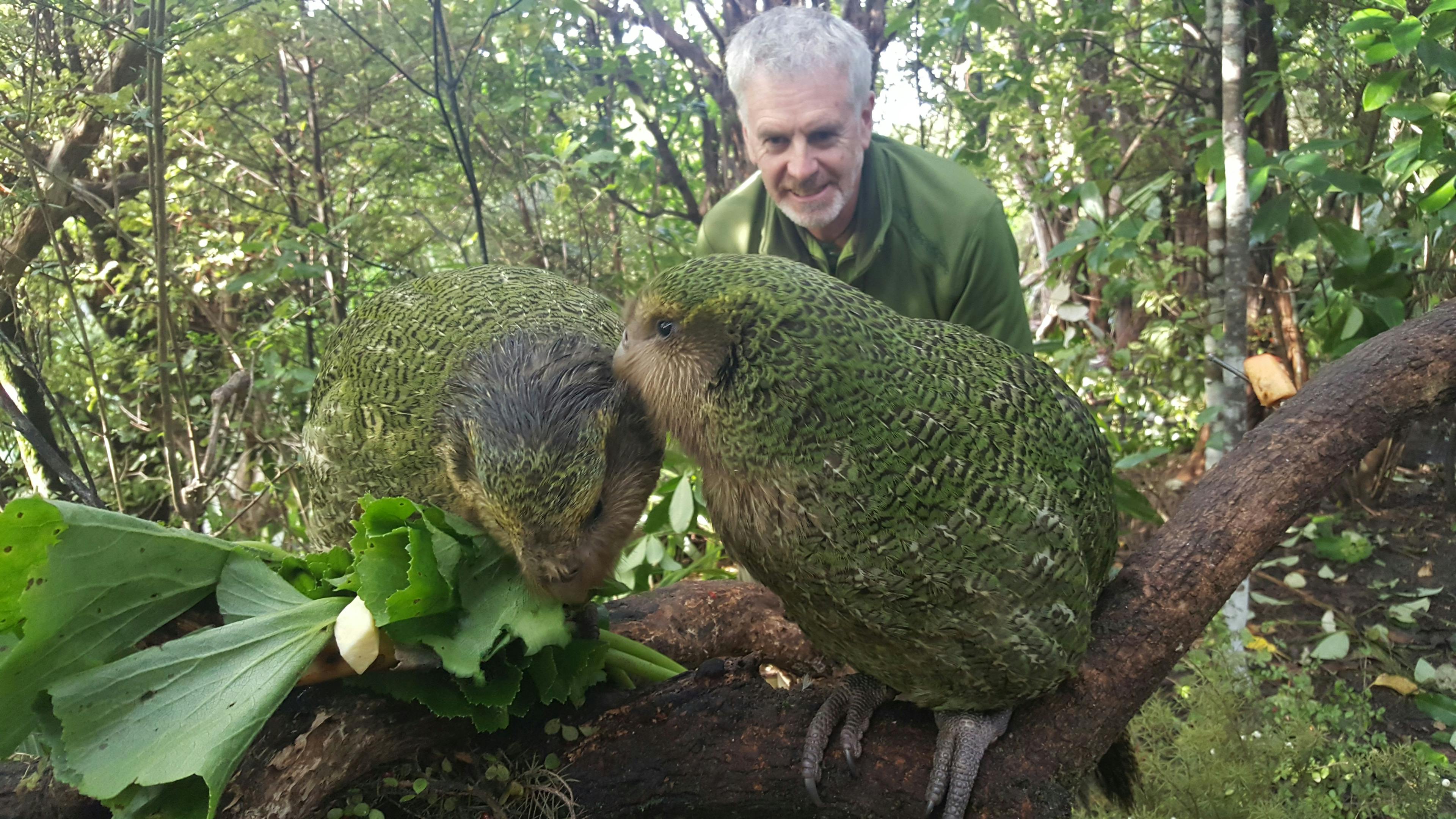 Daryl Eason, from the Department of Conservation's Kākāpō Recovery programme, watches on as hand-reared chicks Tiwhiri-2-A and Marama-1-A learn to eat different native plants as they prepare for their release into the wild.