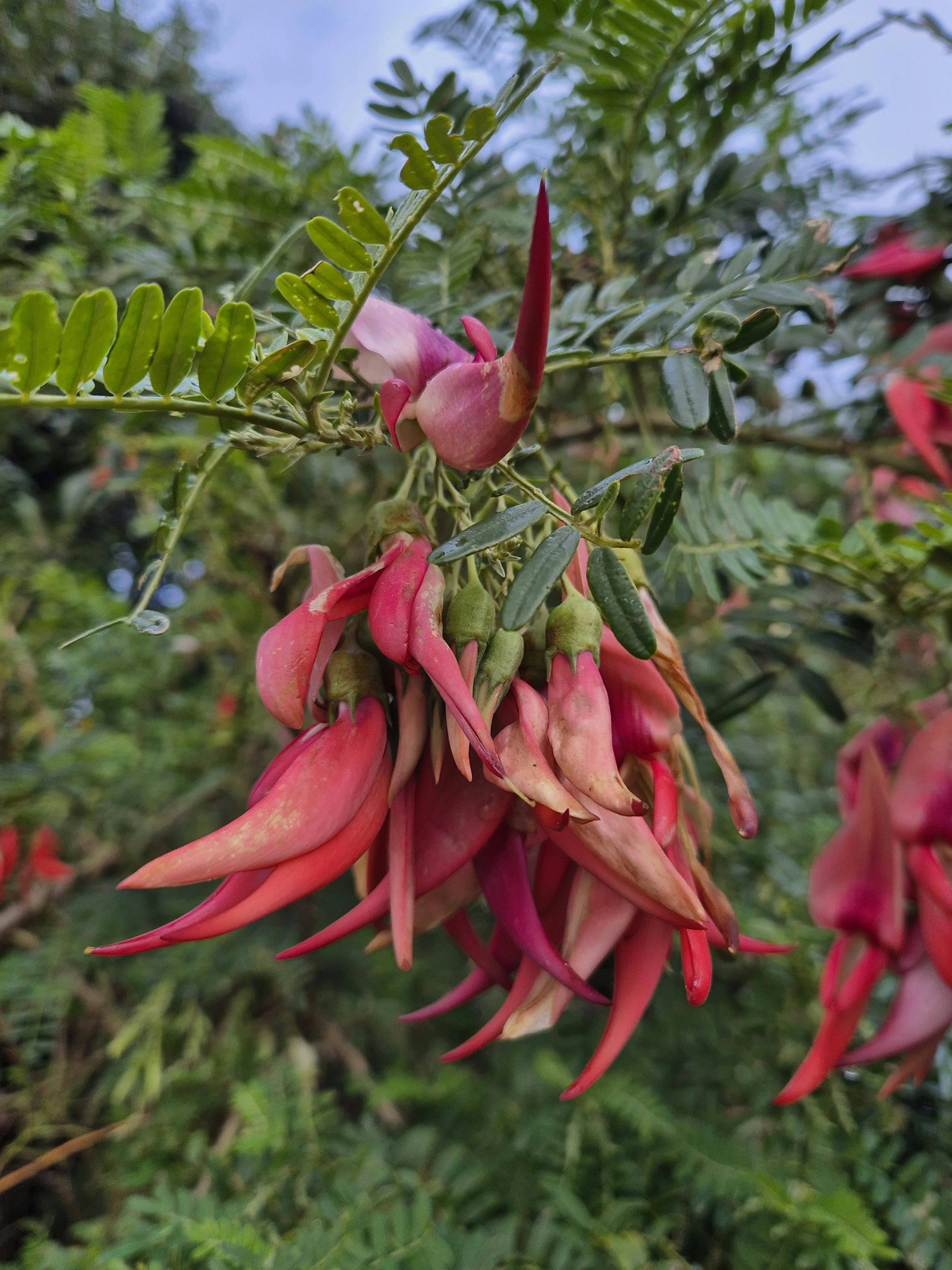 Kākābeak is named for its beautiful red flowers, which hang in clusters of 15-20 blooms and are shaped like a kaka's beak.