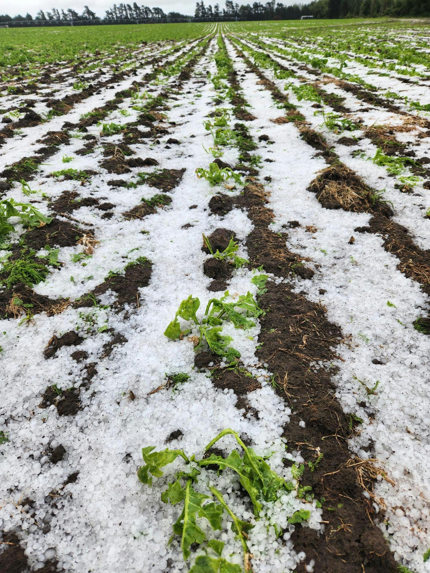 The strip-tilled fodder beet after the hail, looking pretty bashed up