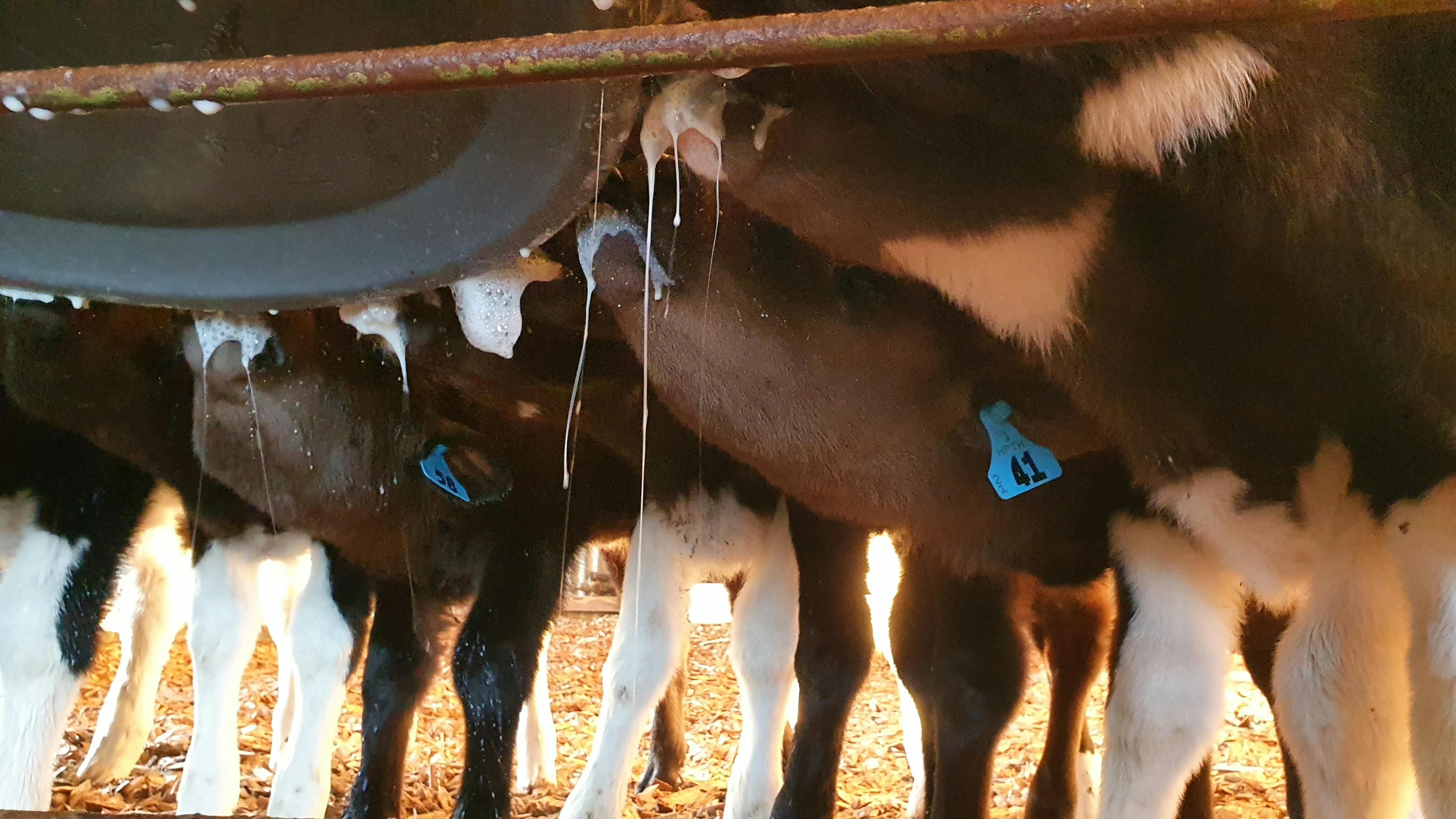 Calves at the calfeteria