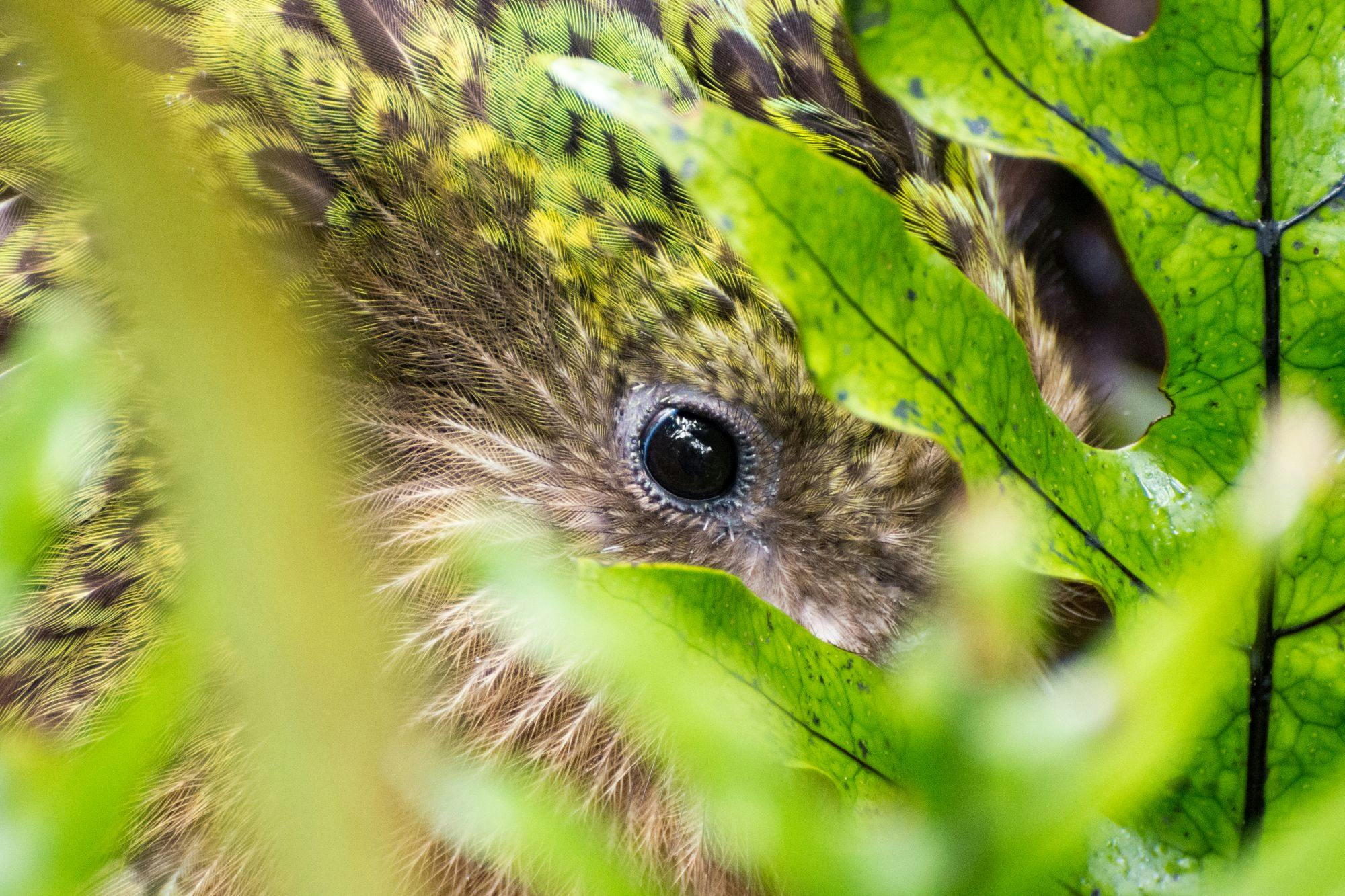 The giant flightless kakapo is the heaviest parrot in the world.