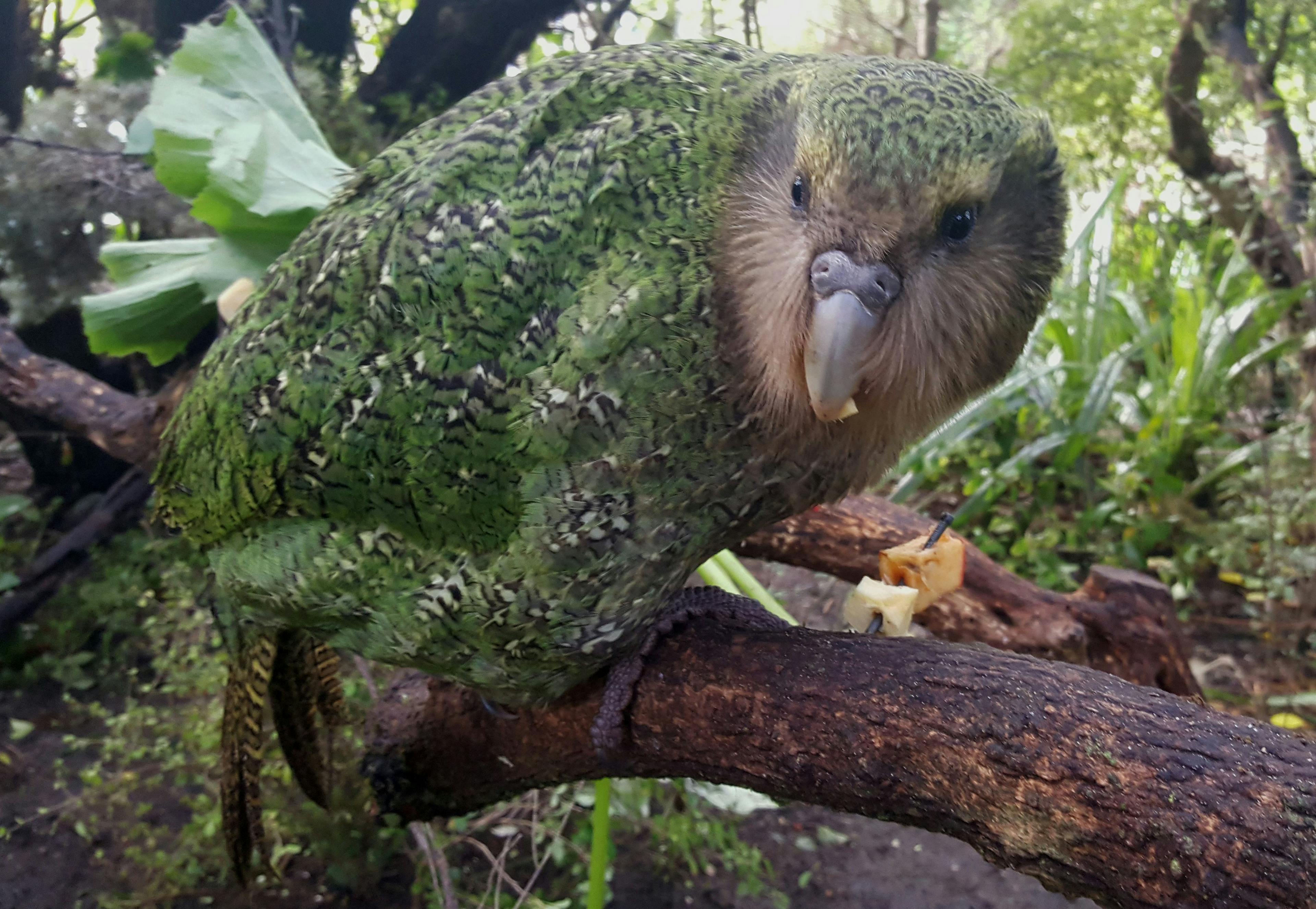 When kakapo chicks reach 150 days old they graduate to being juveniles. They won't be counted as adults until they are four and a half years old.