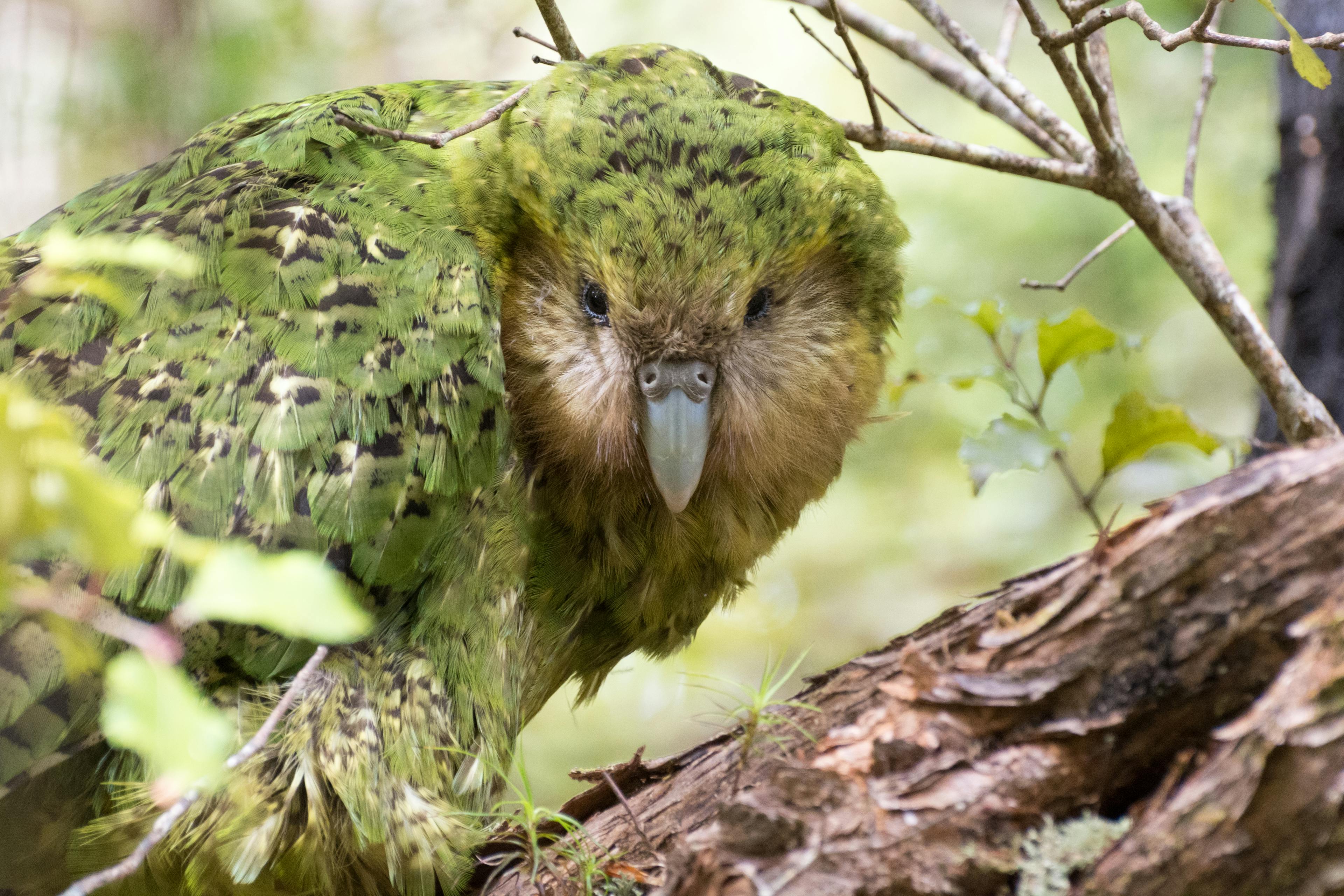 Kākāpō are currently found on three islands. Whenua Hou / Codfish Island, near Stewart island. Pukenui / Anchor Island in Fiordland. And Hauturu / Little Barrier Island in the Hauraki Gulf.