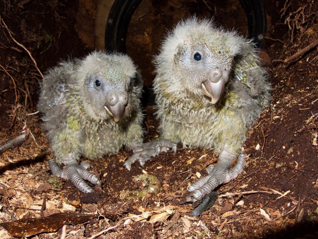 Most kākāpō chicks are now in wild nests, putting on lots of weight as their foster mums feed them lots of rimu fruit.