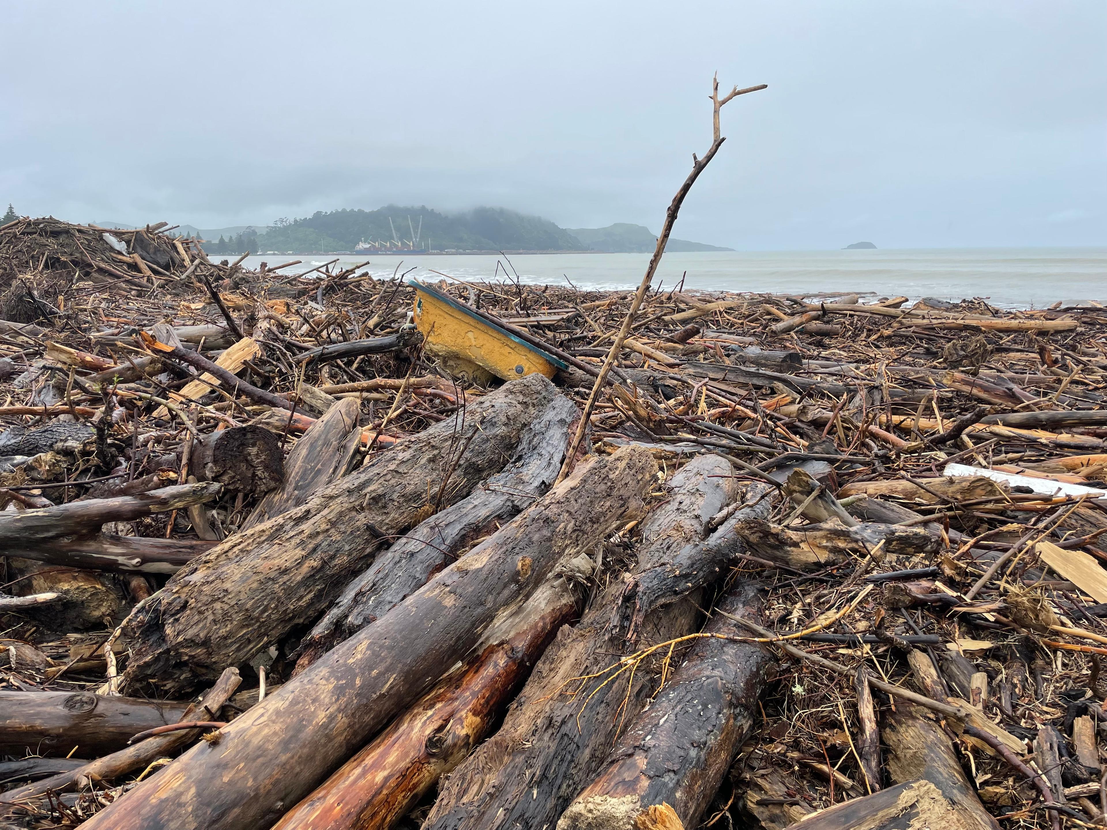 Close up of forestry slash on the East Coast