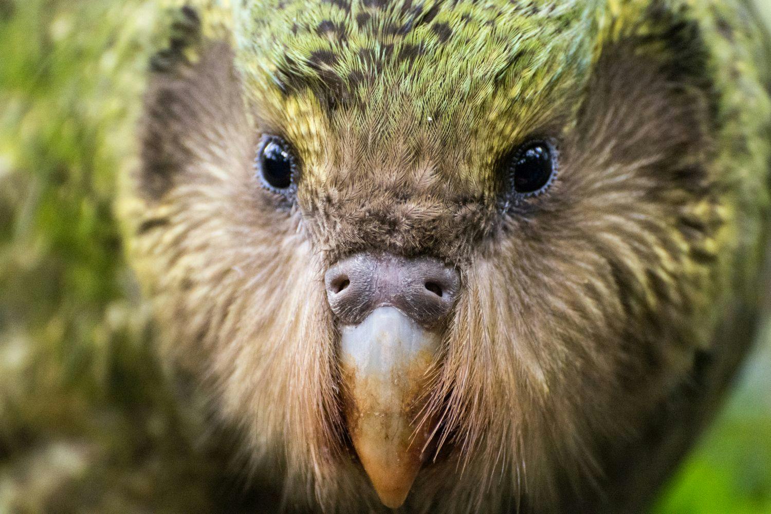 The scientific name for kākāpō means 'owl face - soft feathered' (Strigops habroptilus).